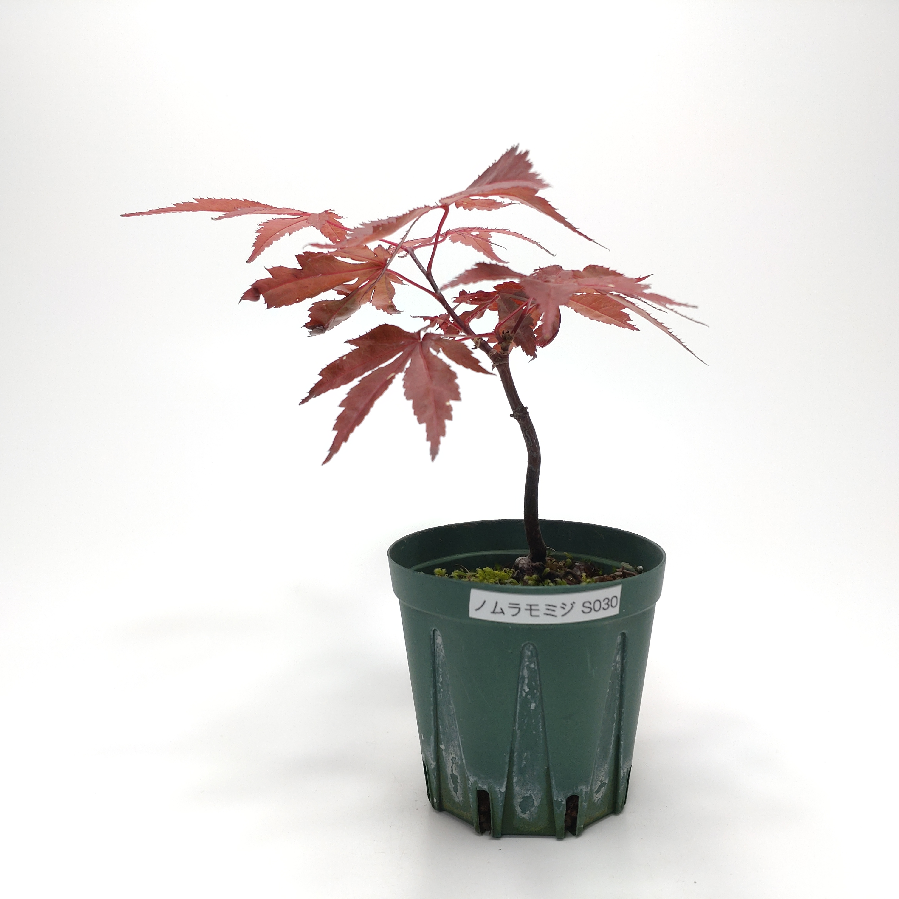 ノムラモミジ（濃紫紅葉）SS030