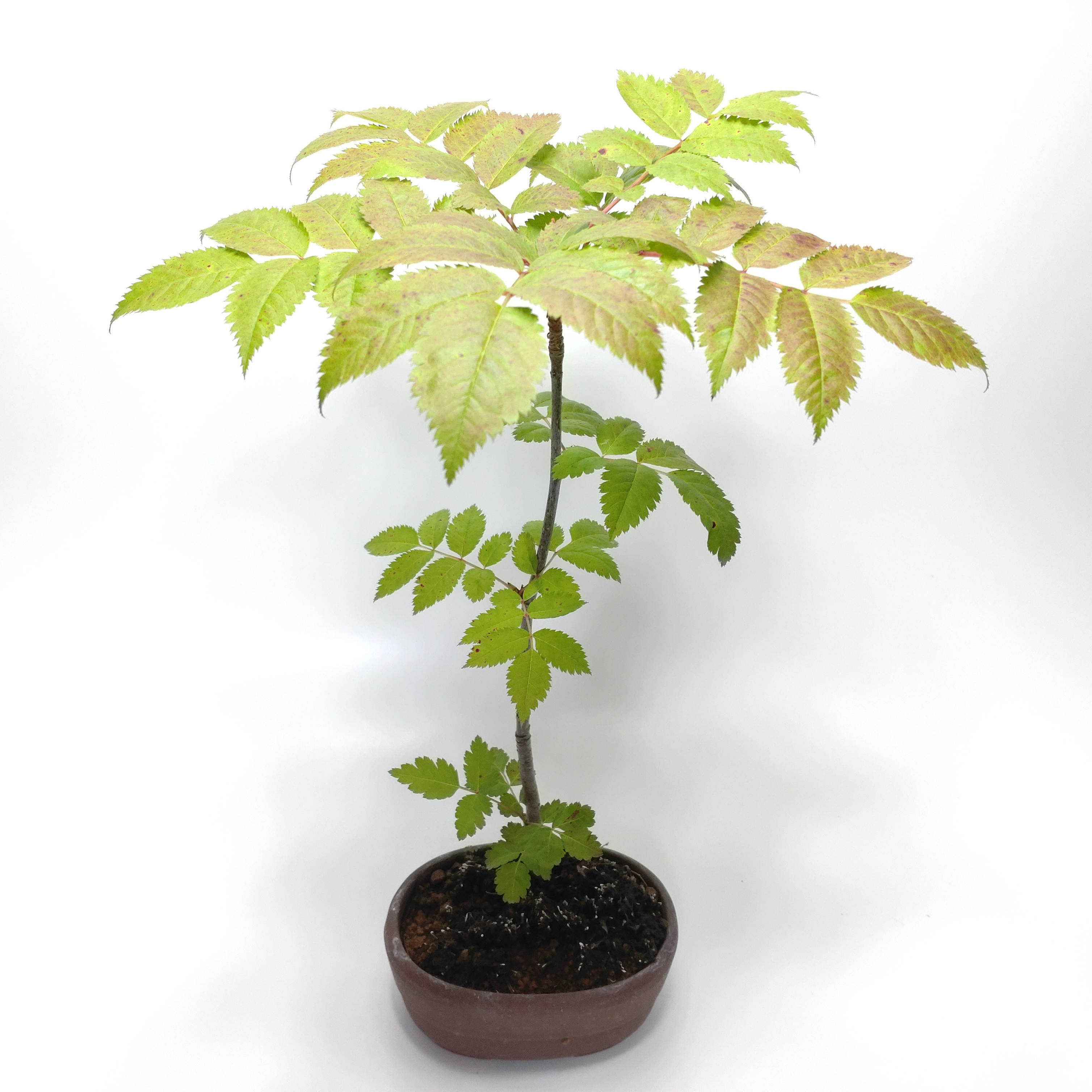 七竈（ナナカマド）盆栽 SS004