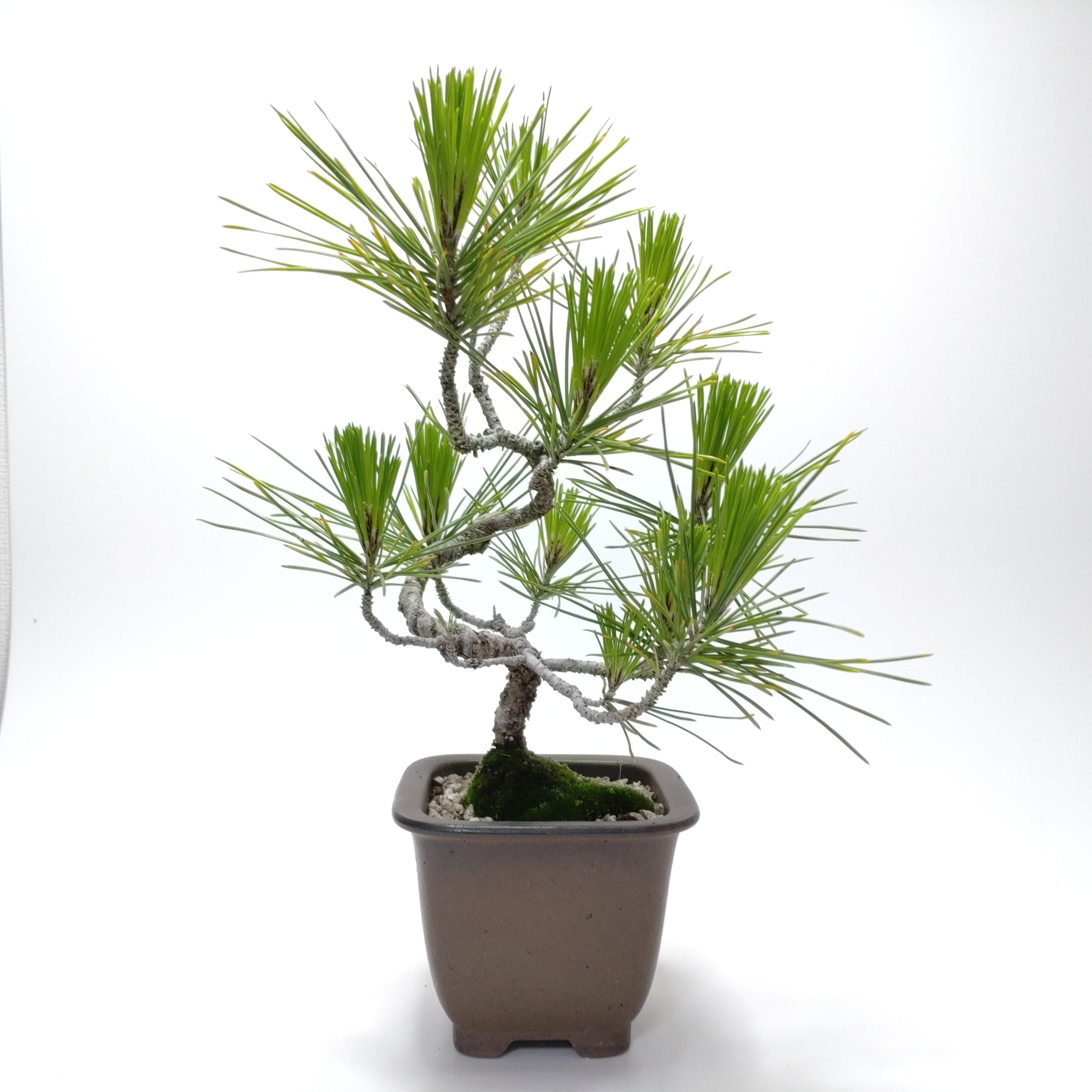 黒松（クロマツ）盆栽 SS006