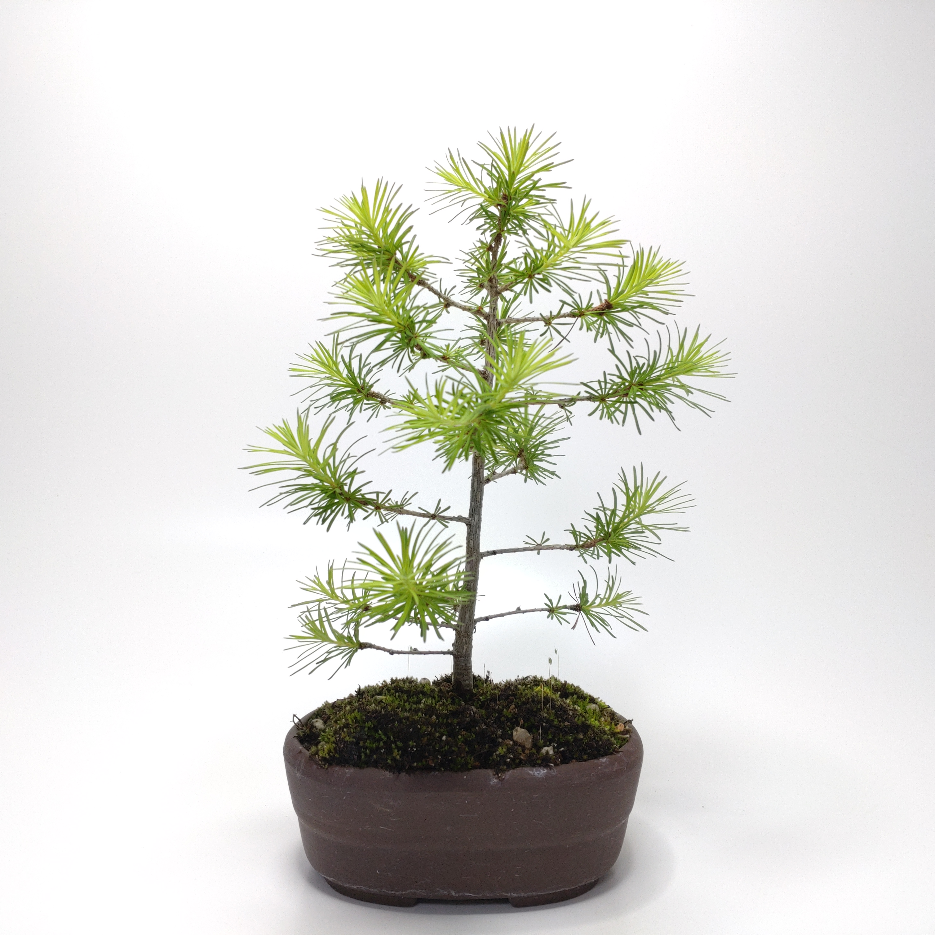 唐松（カラマツ）盆栽 SS007