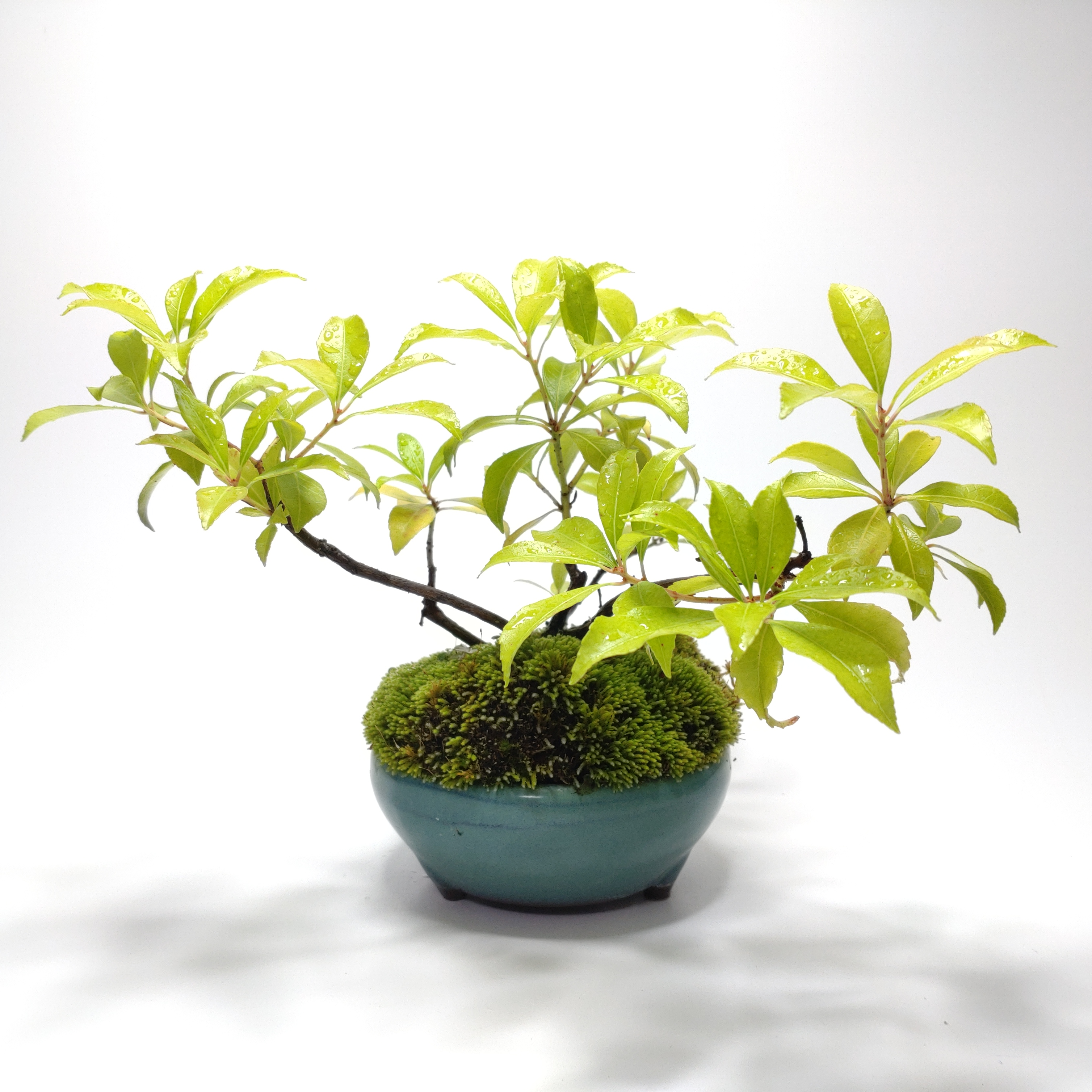 馬酔木（アセビ）盆栽 SS006