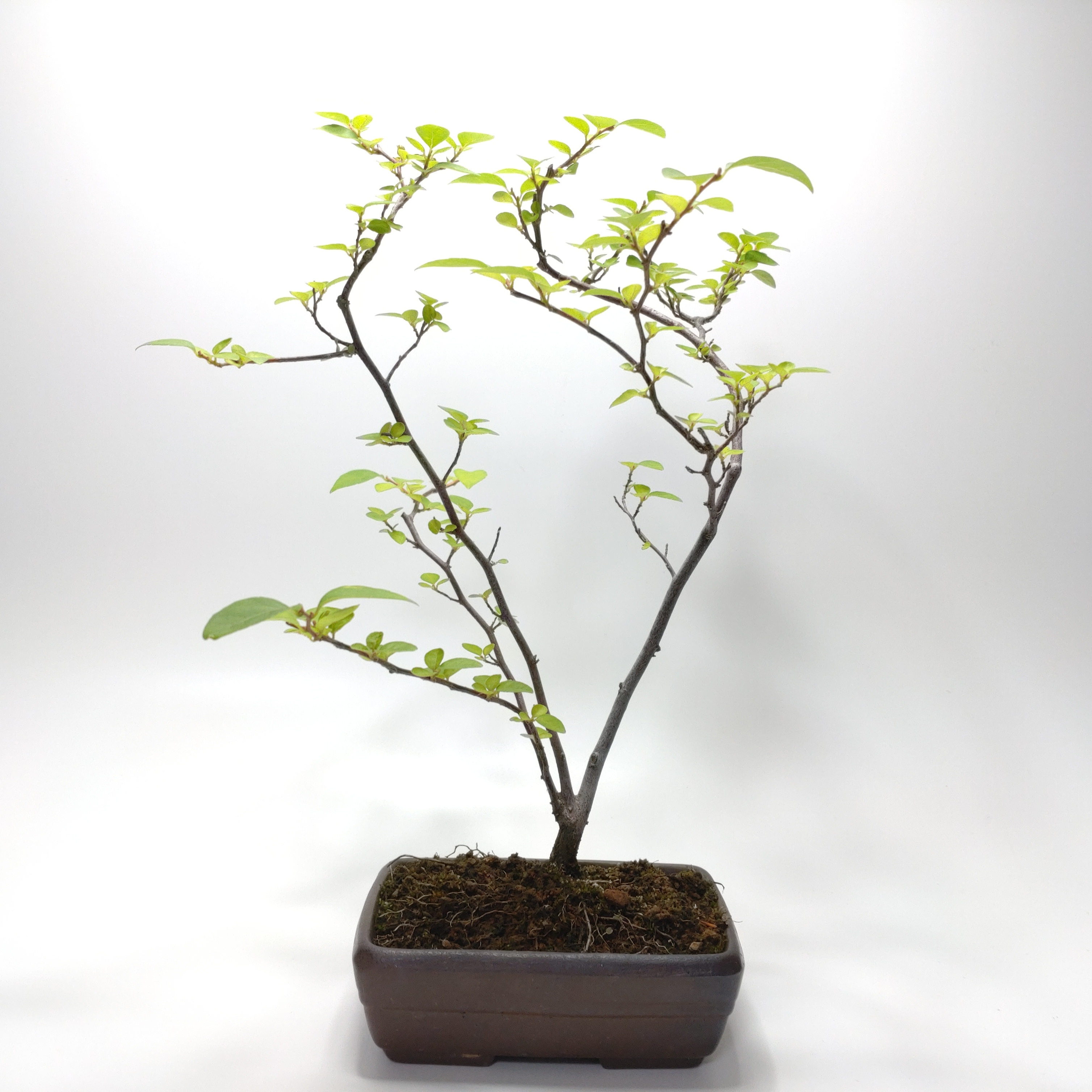 エゴノキ盆栽 SS016