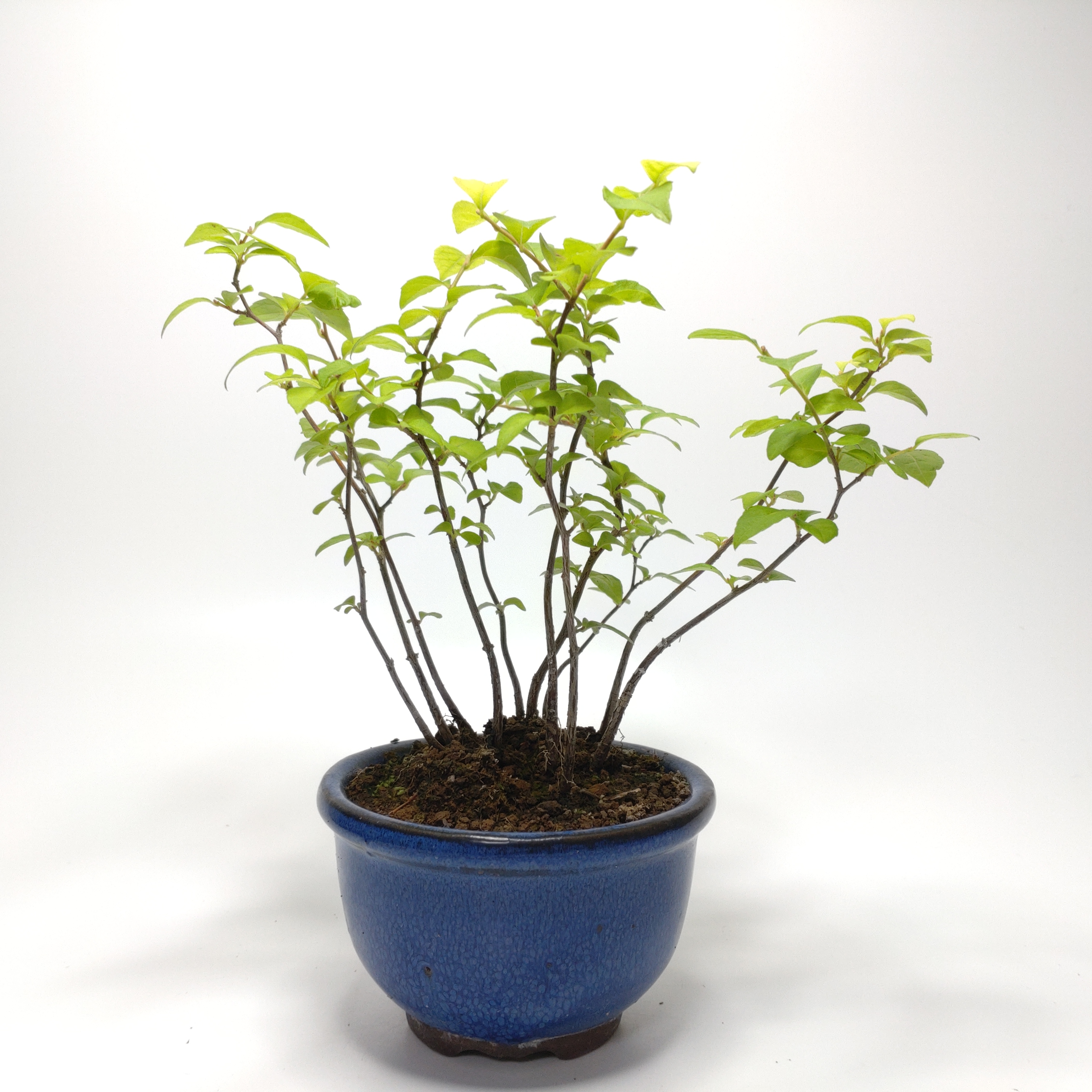 エゴノキ盆栽 SG007