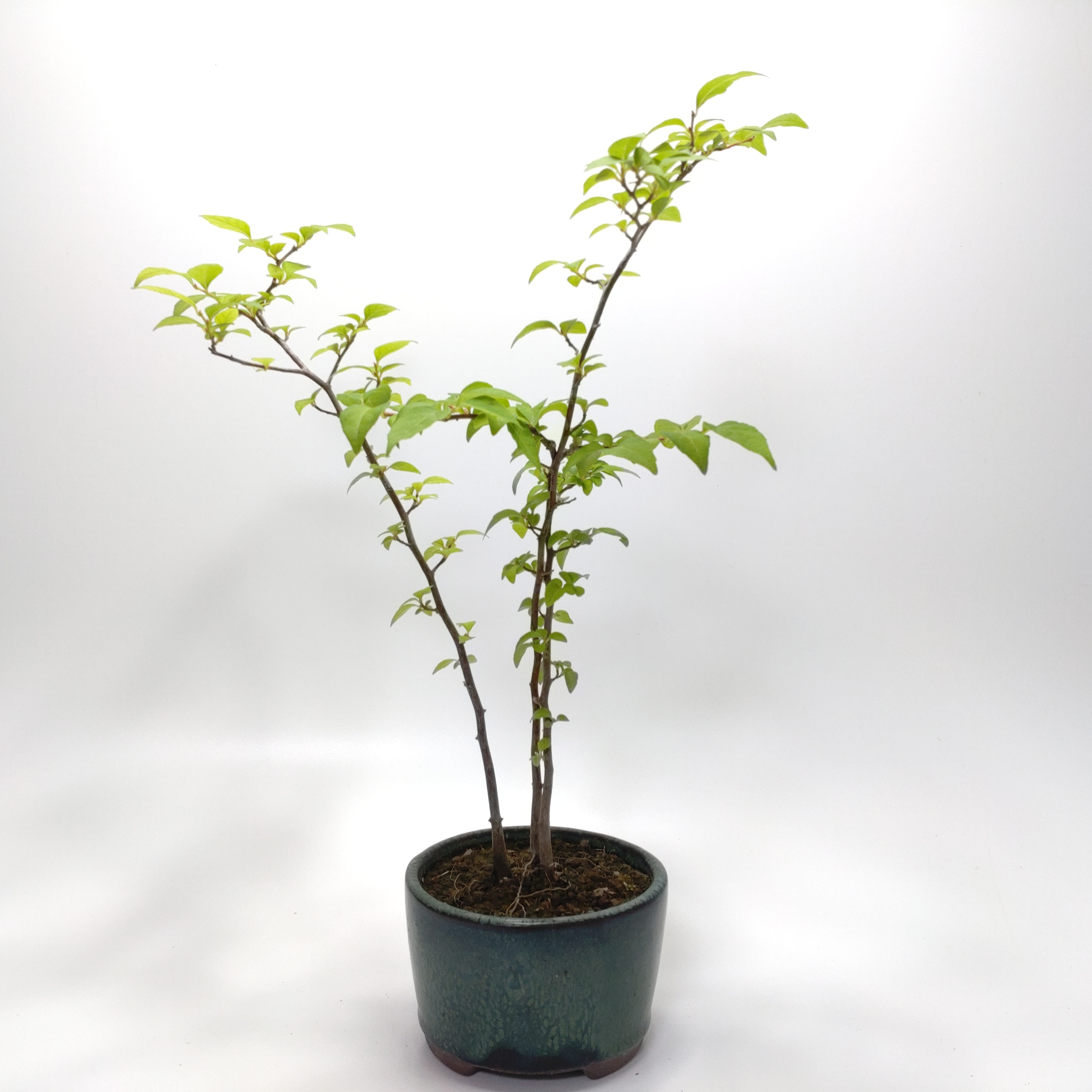 エゴノキ盆栽 SG008