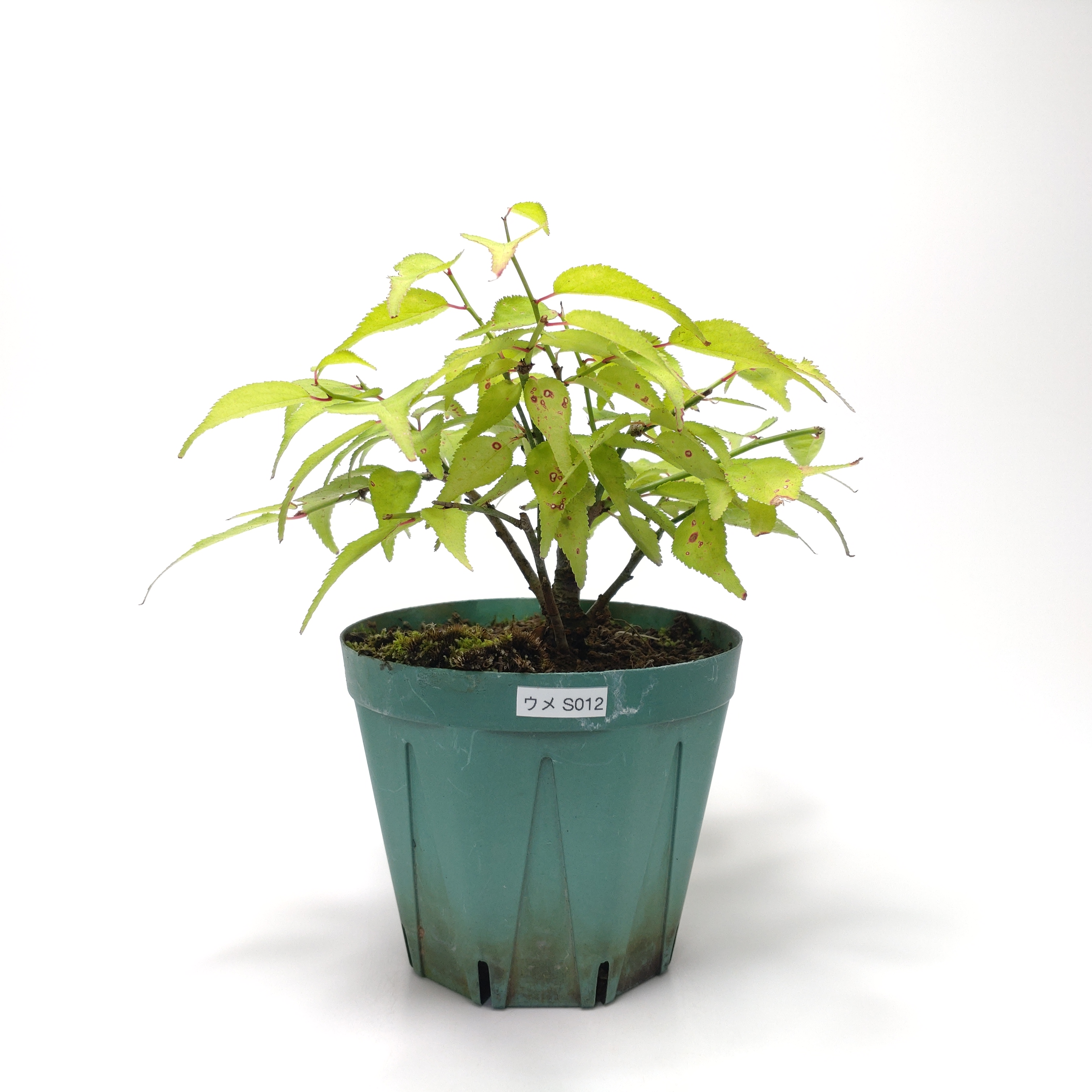 ウメ（梅）SS012