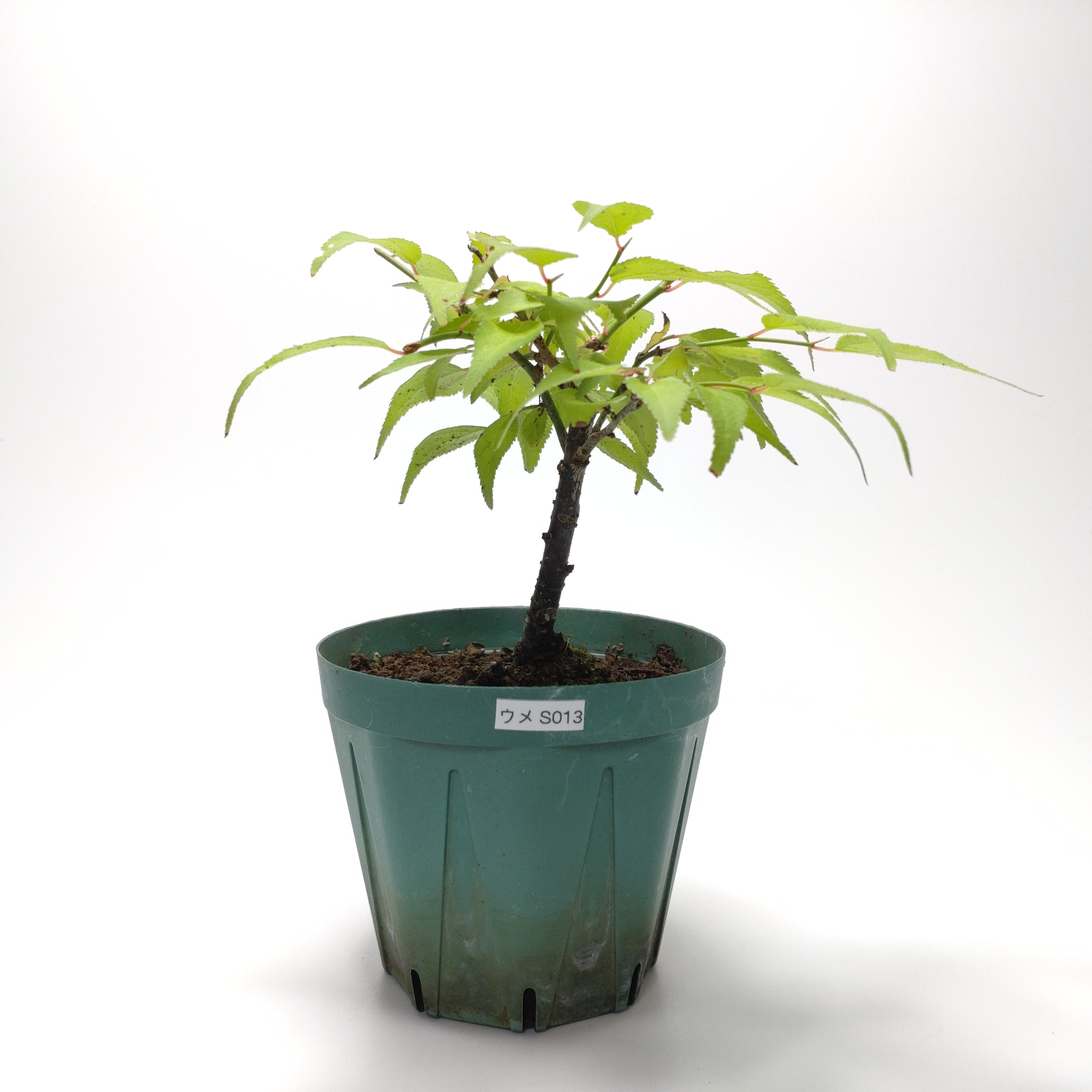 ウメ（梅）SS013