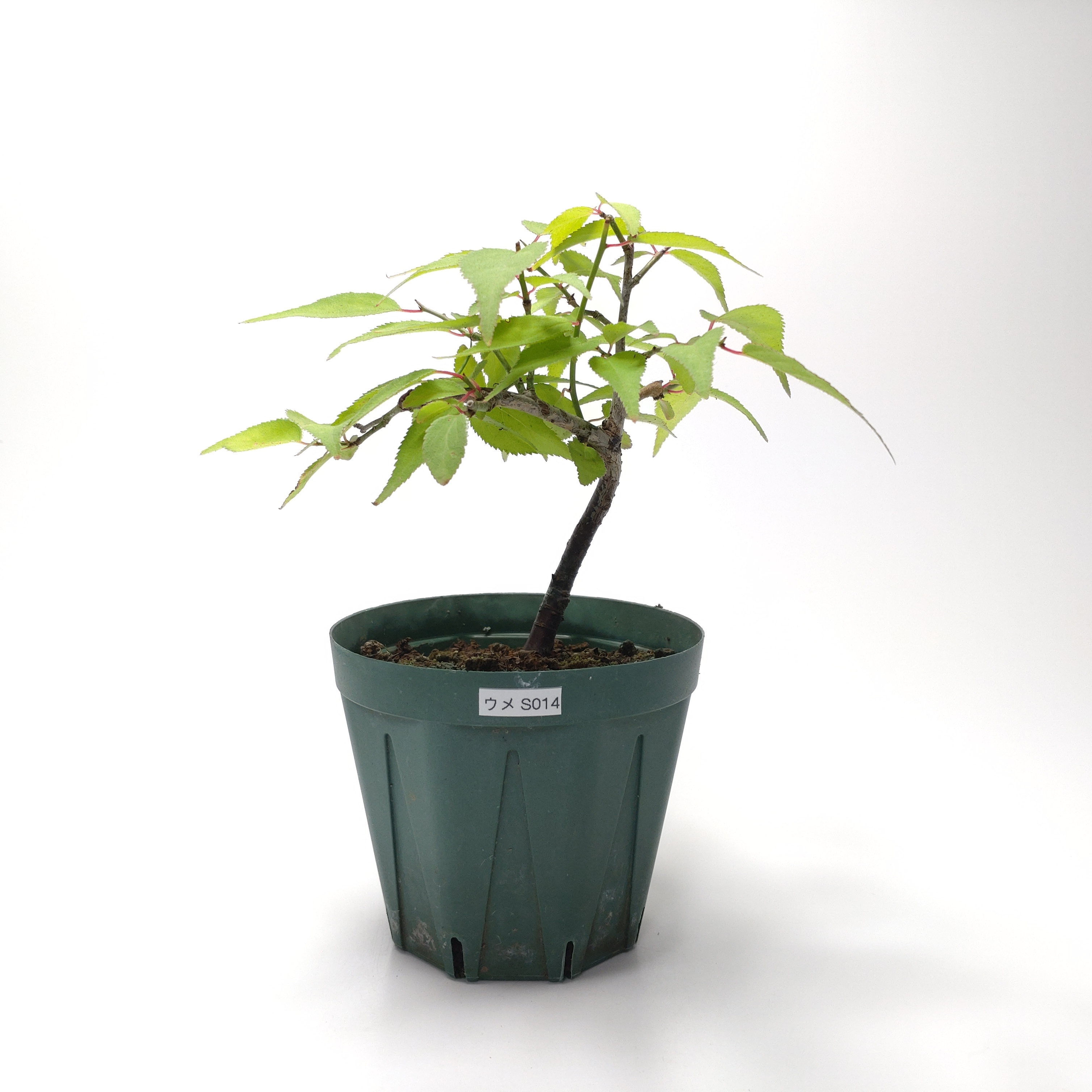 ウメ（梅）SS014