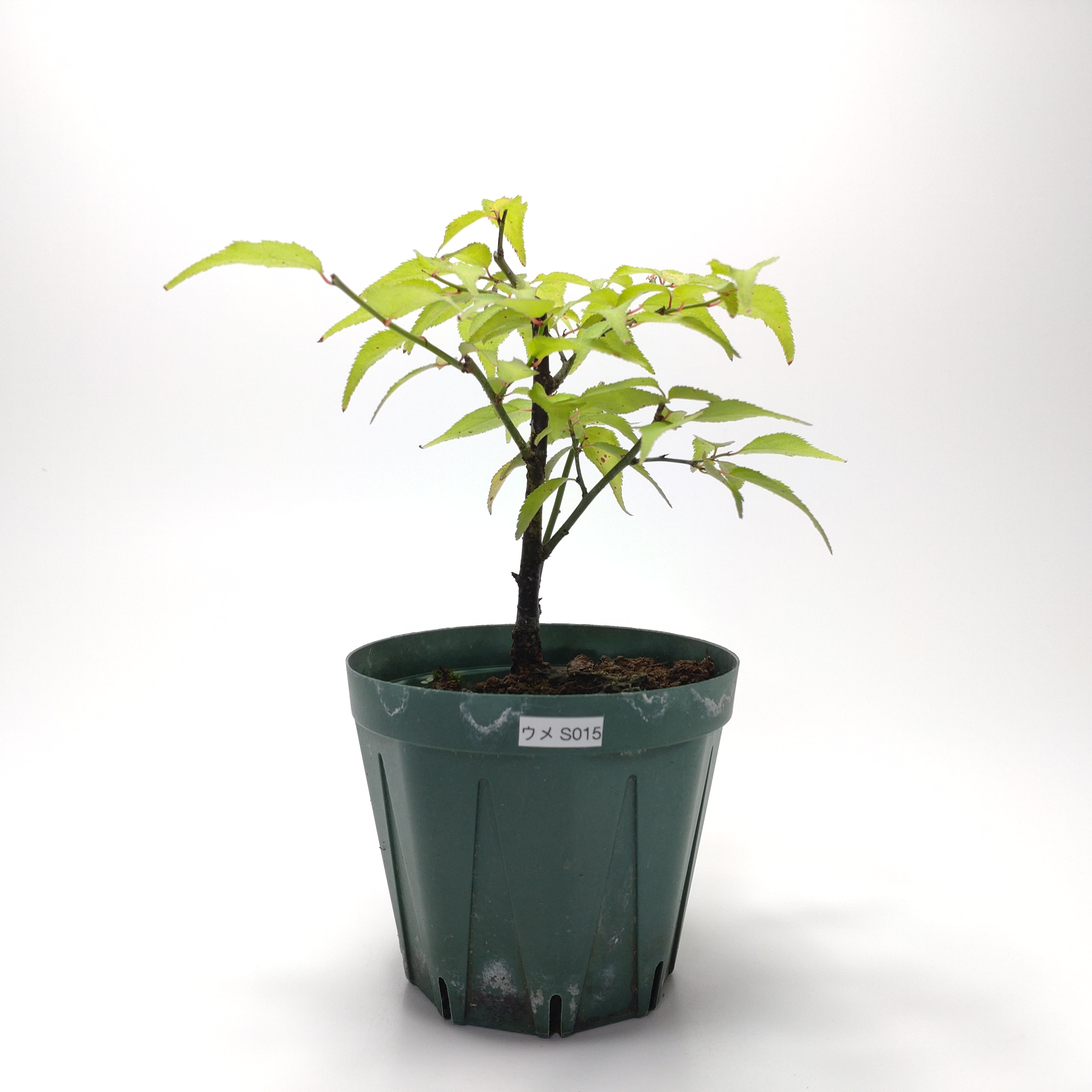 ウメ（梅）SS015