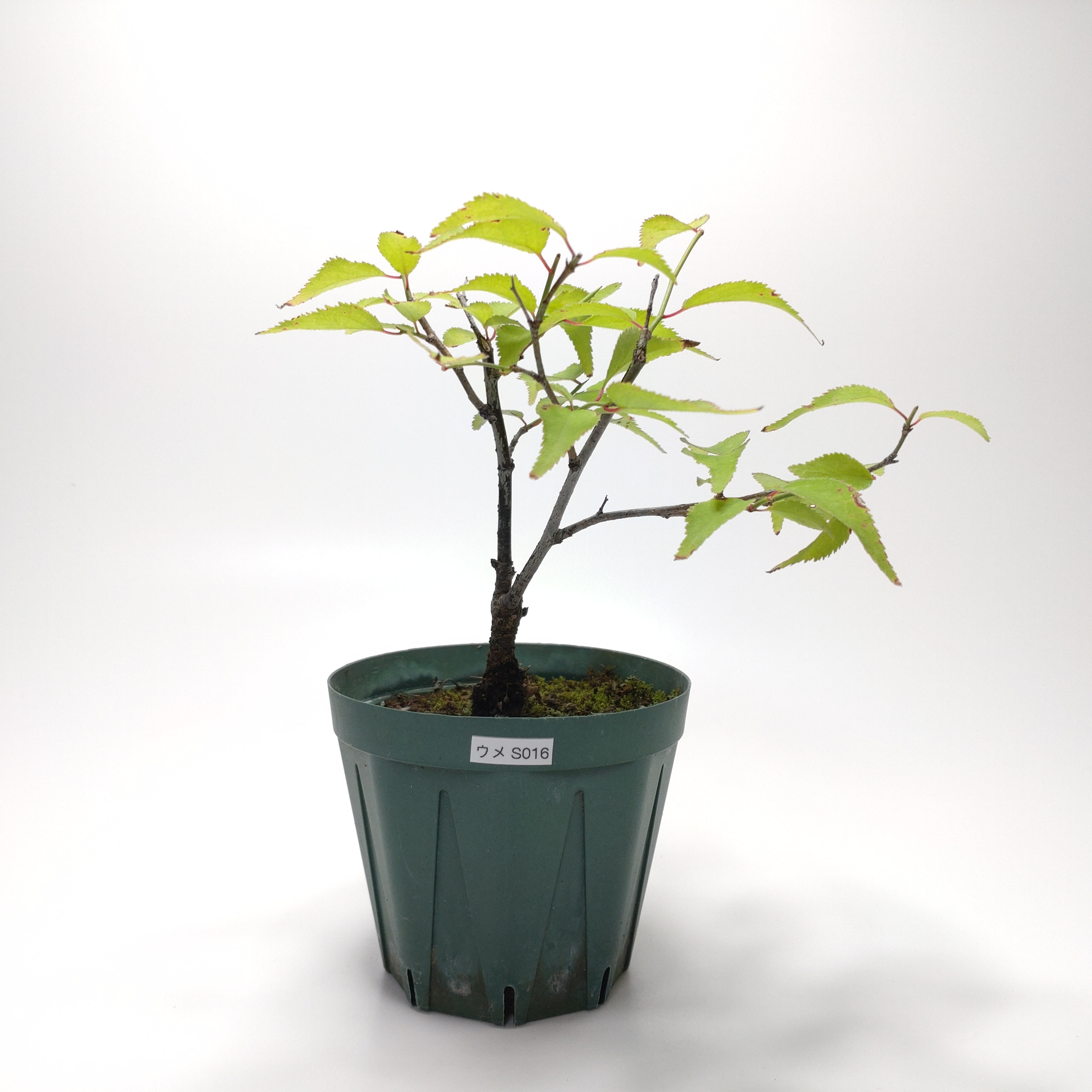 ウメ（梅）SS016