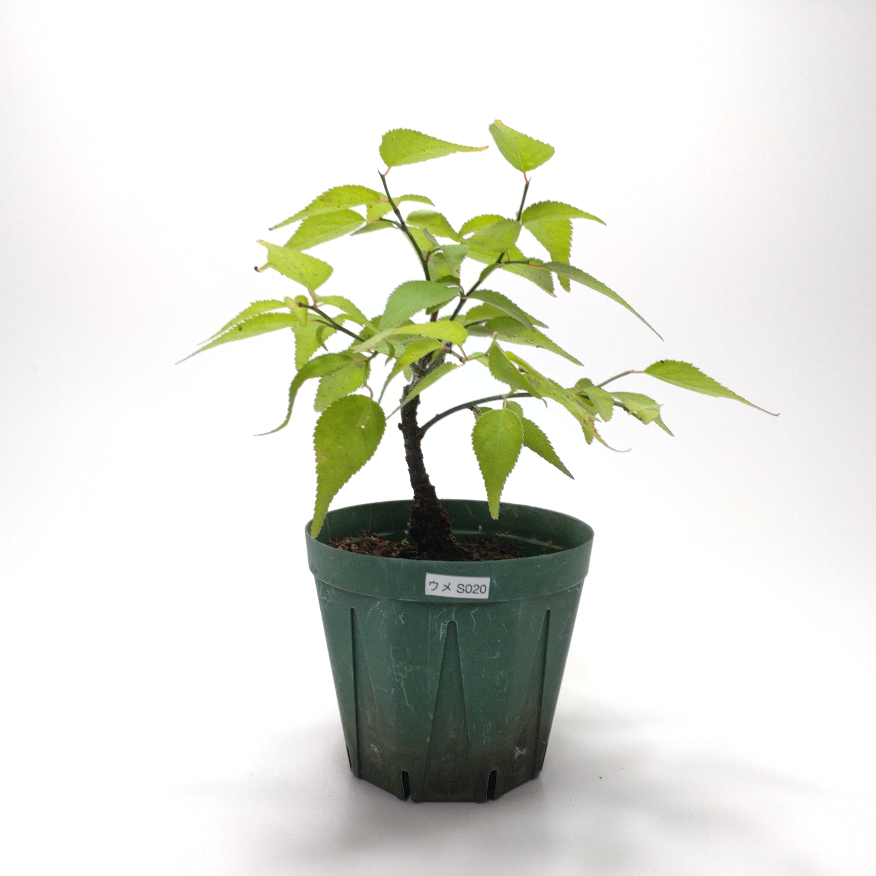 ウメ（梅）SS020