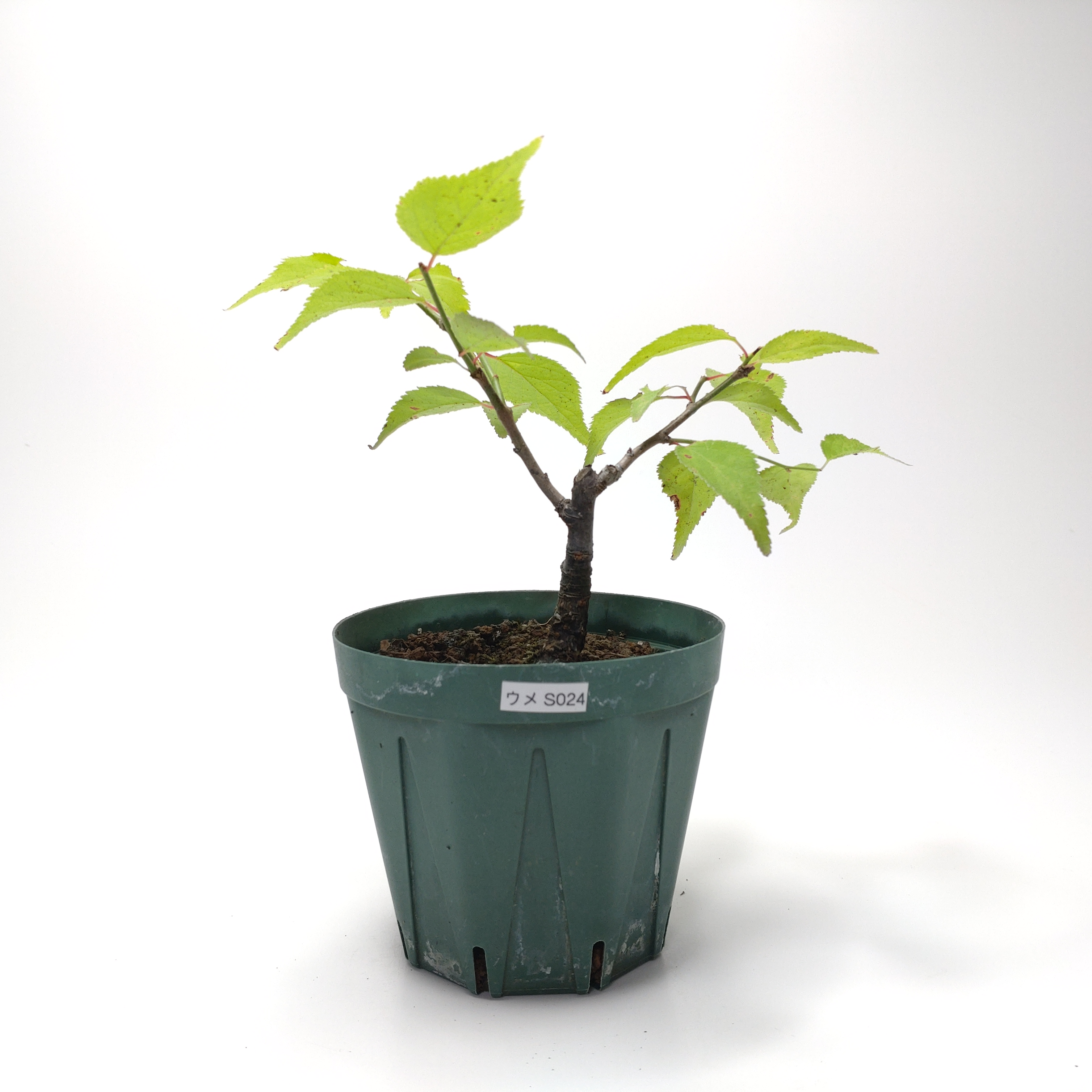 ウメ（梅）SS024