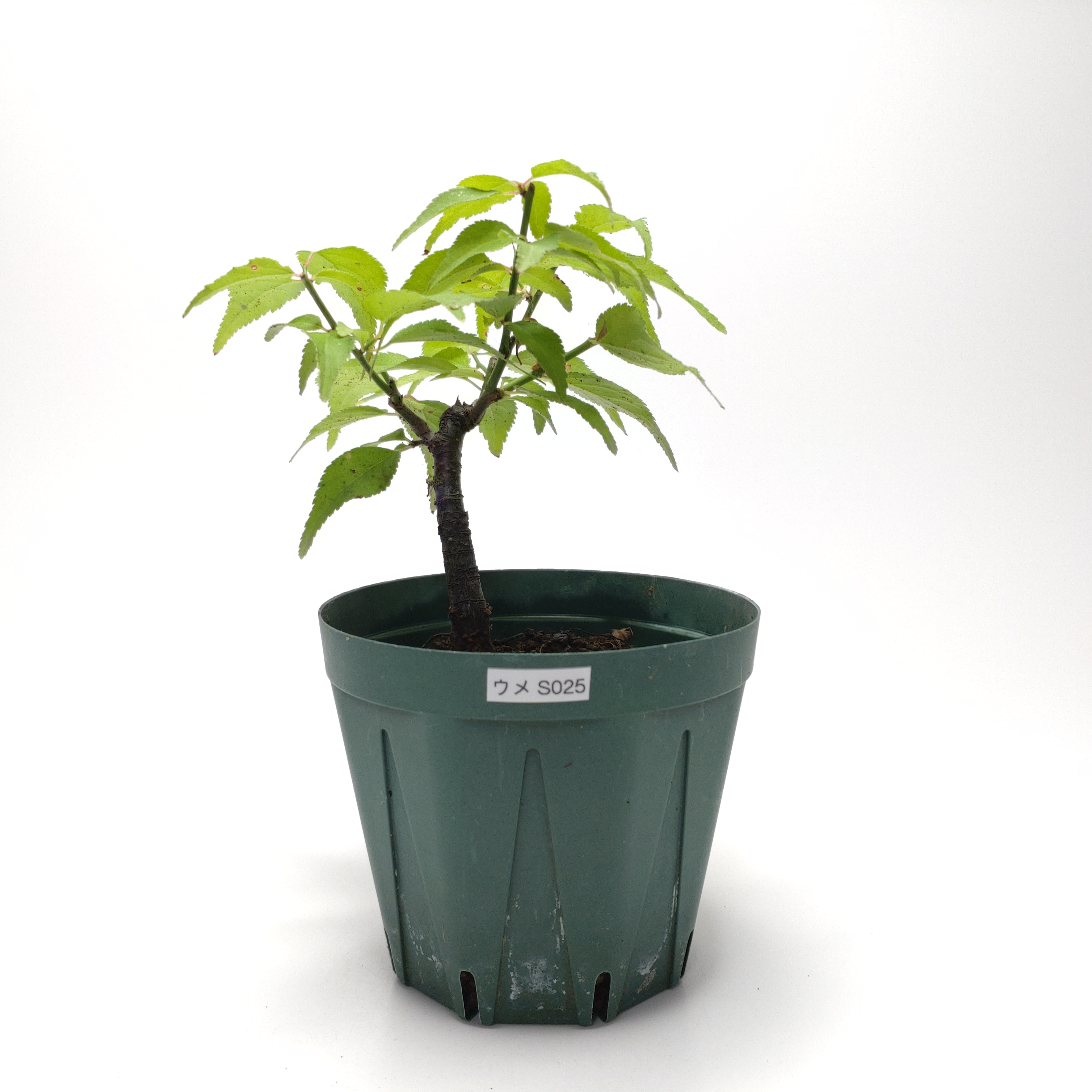 ウメ（梅）SS025