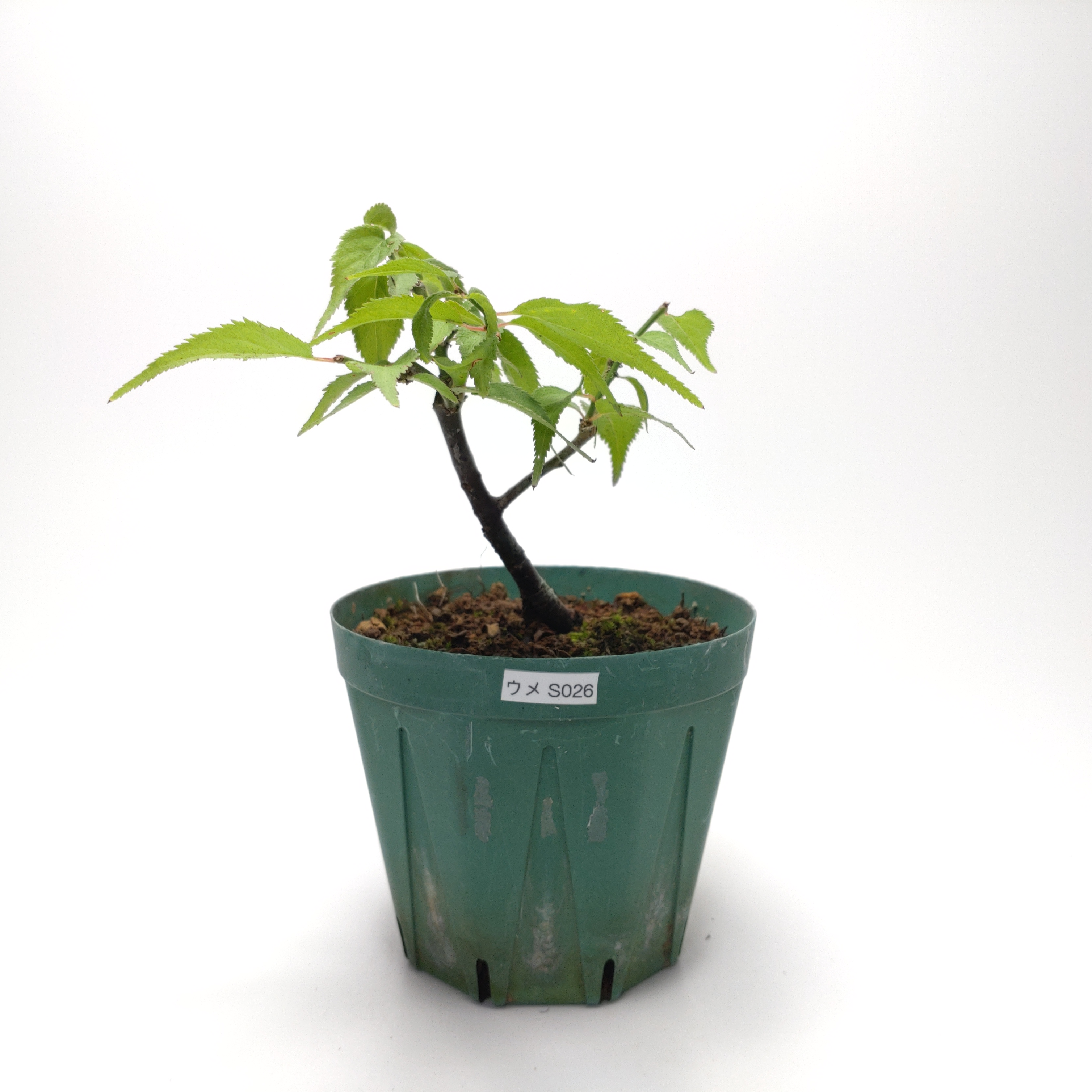 ウメ（梅）SS026