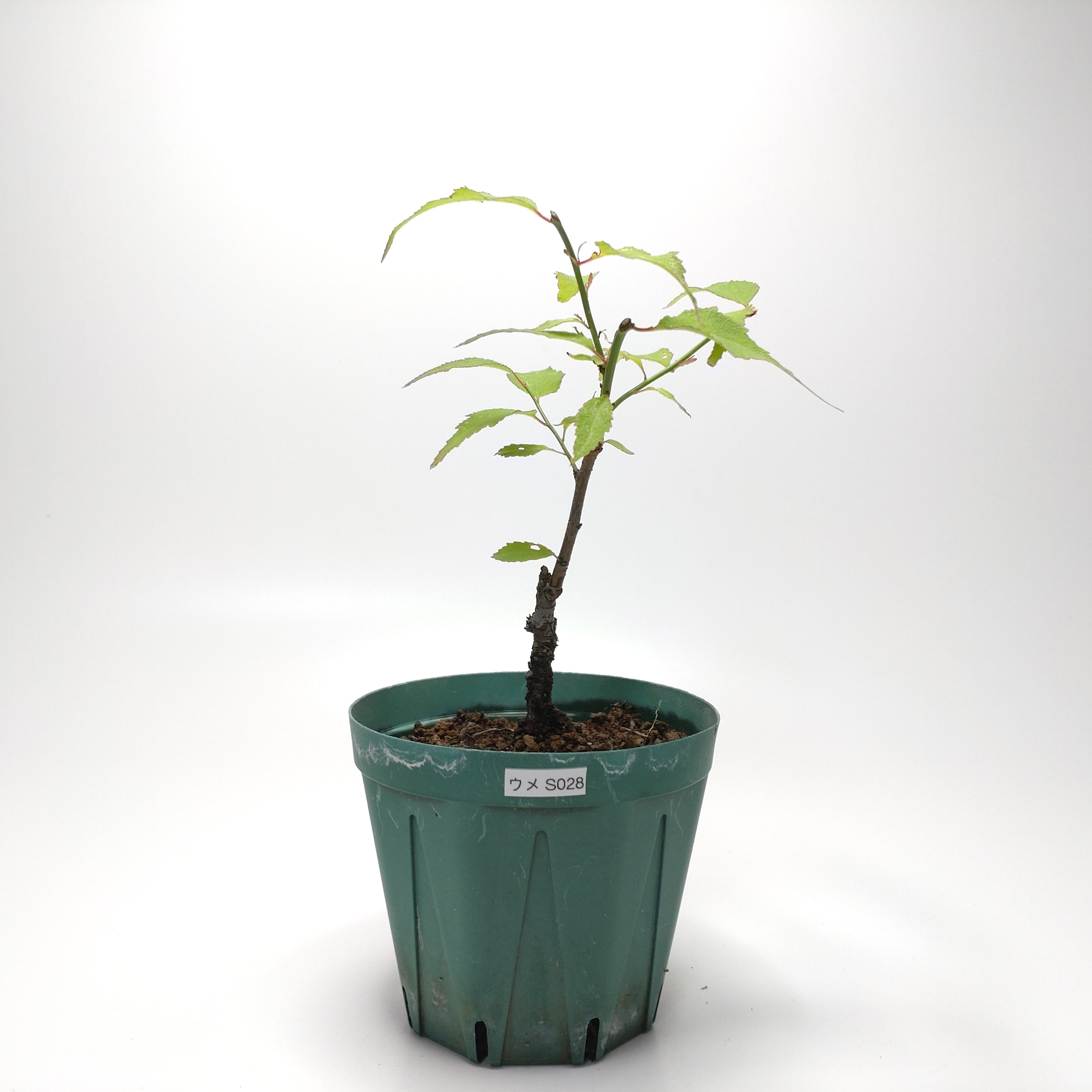 ウメ（梅）SS028