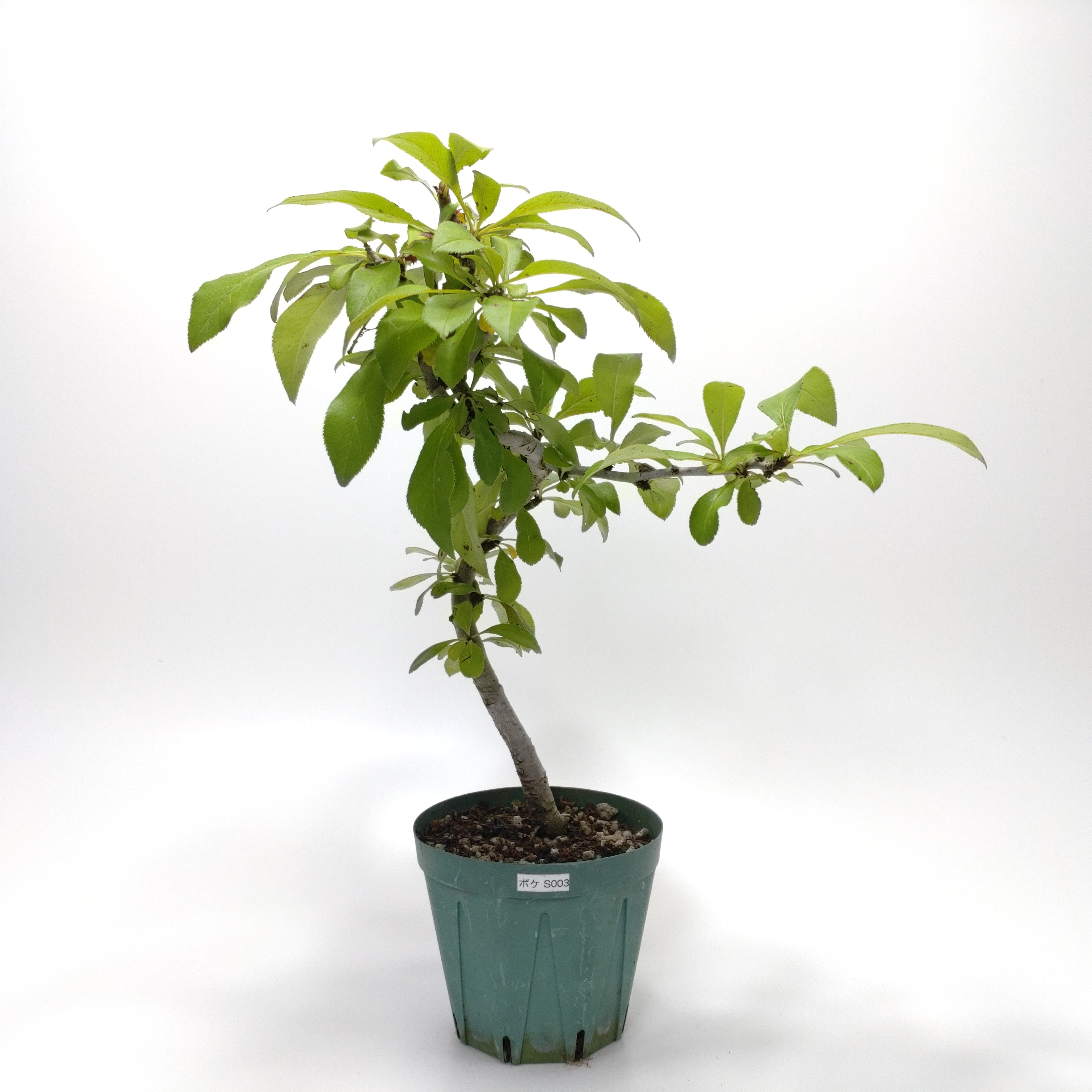 ボケ（木瓜）SS003