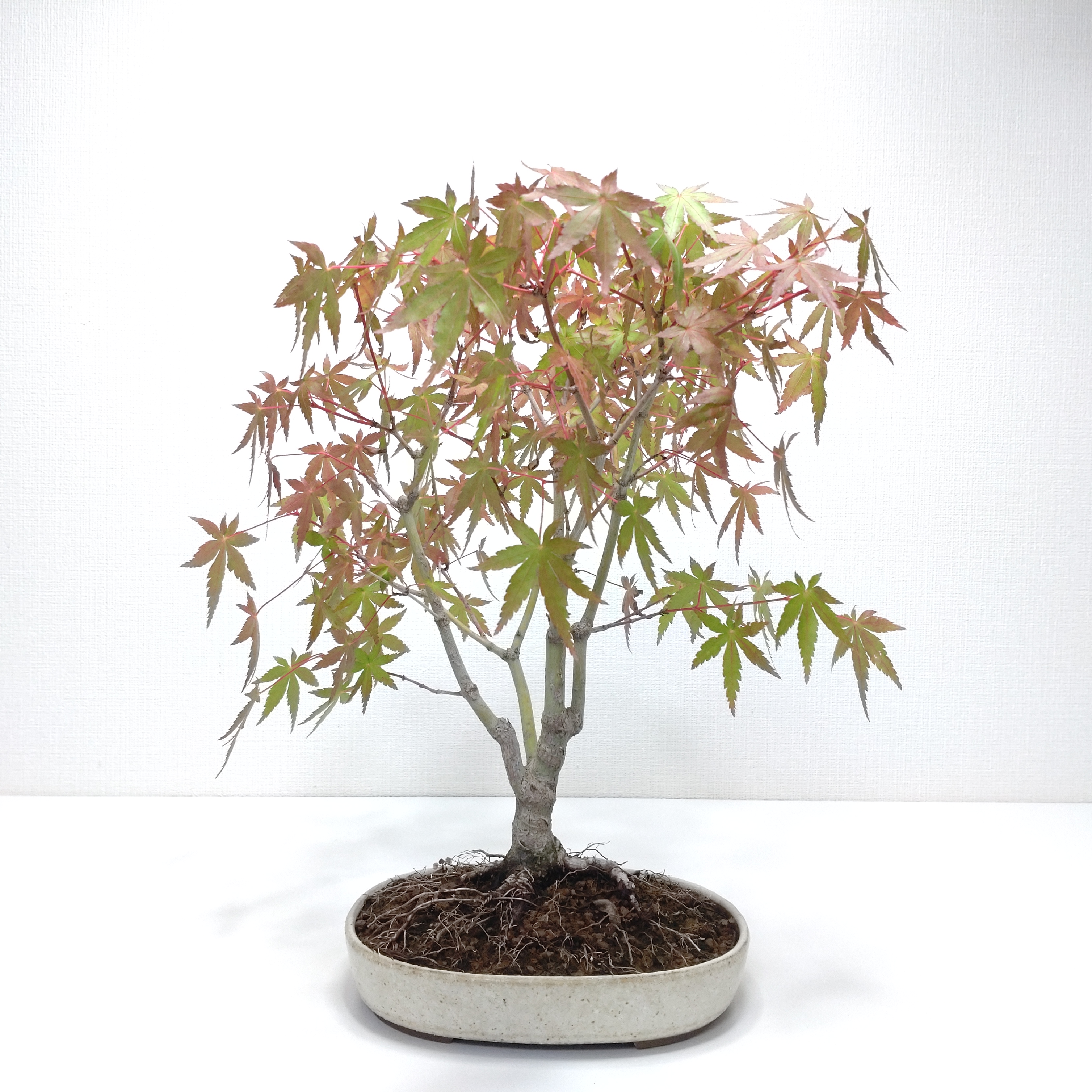 紅葉（イロハモミジ）盆栽 SS018