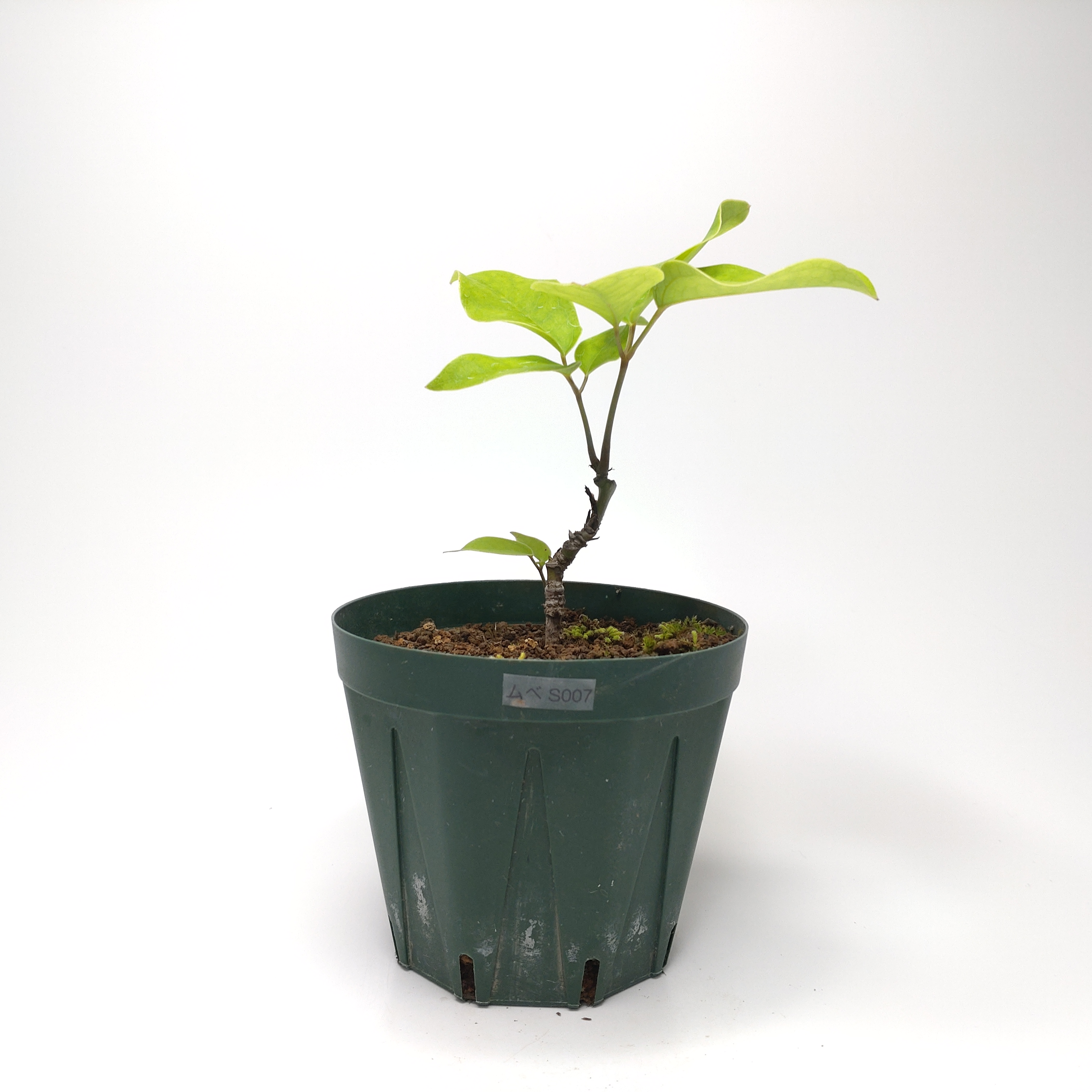 ムベ（郁子）SS007