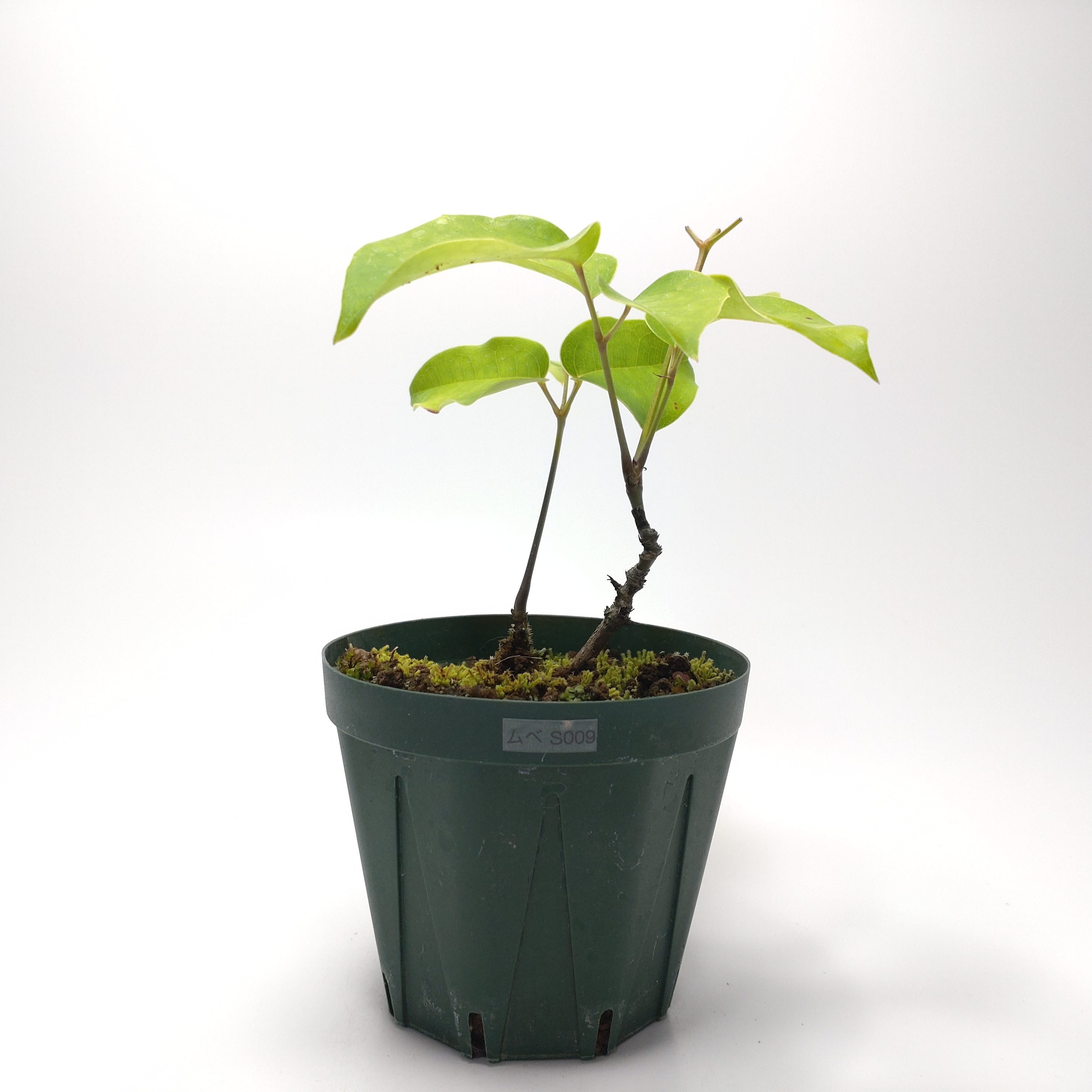 ムベ（郁子）SS009