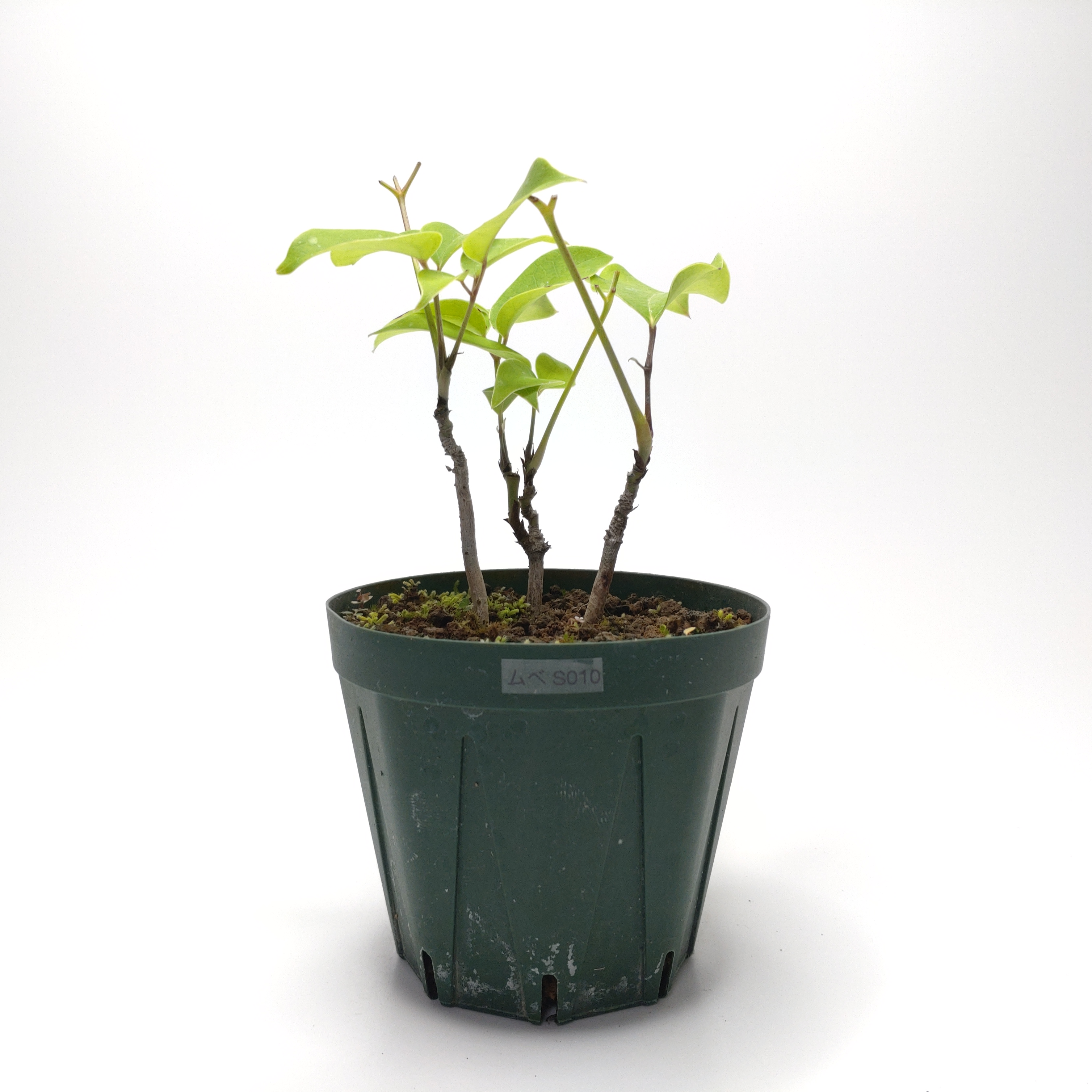 ムベ（郁子）SG010