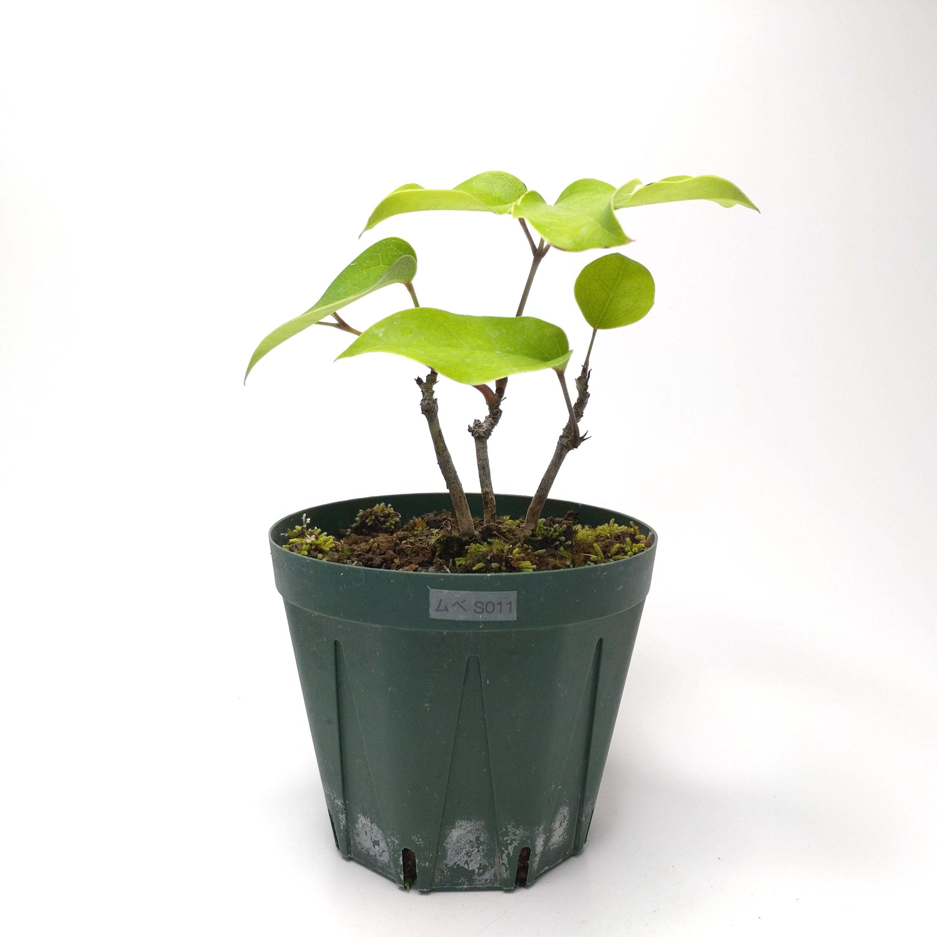 ムベ（郁子）SG011