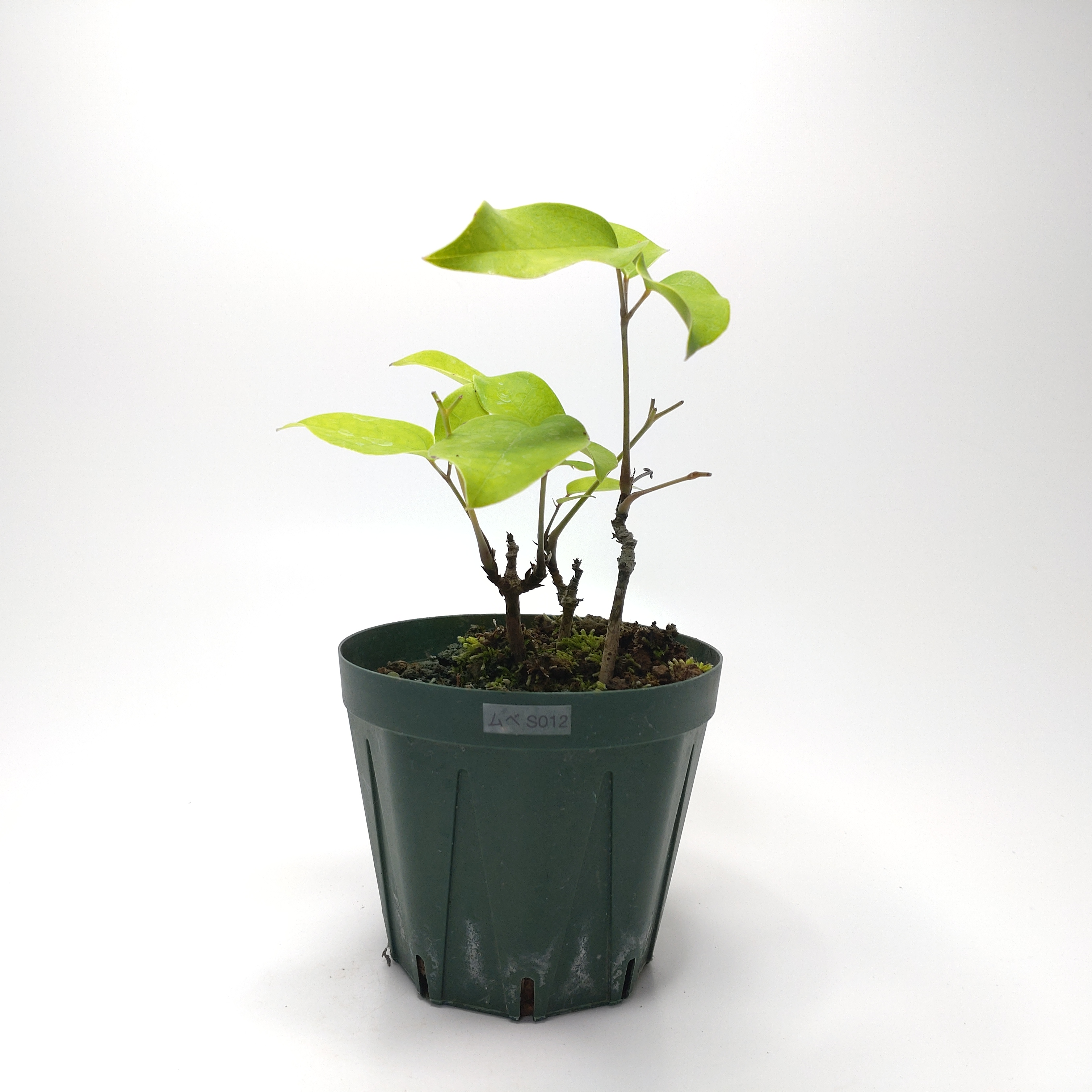 ムベ（郁子）SG012