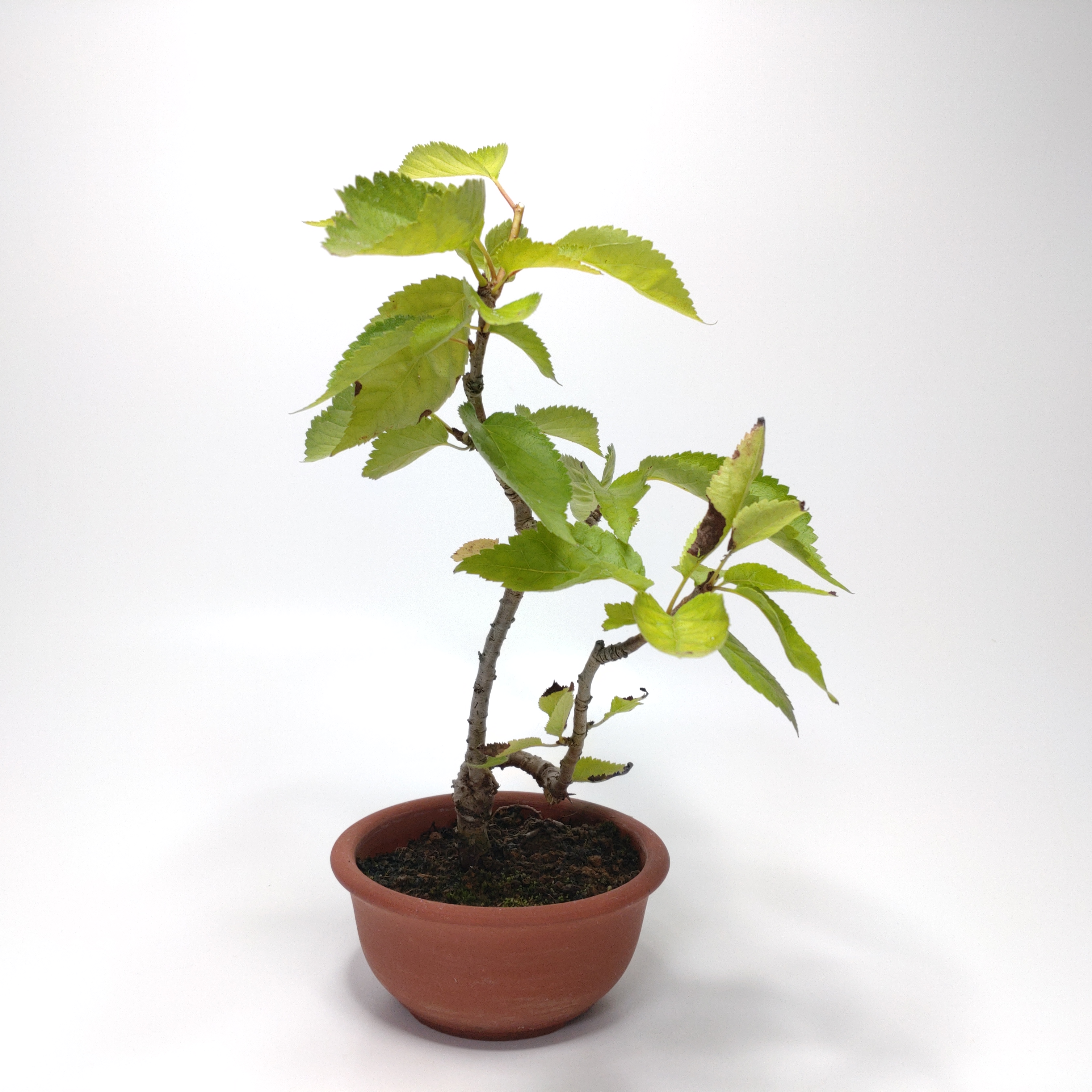 桜桃（サクランボ）盆栽 SS006