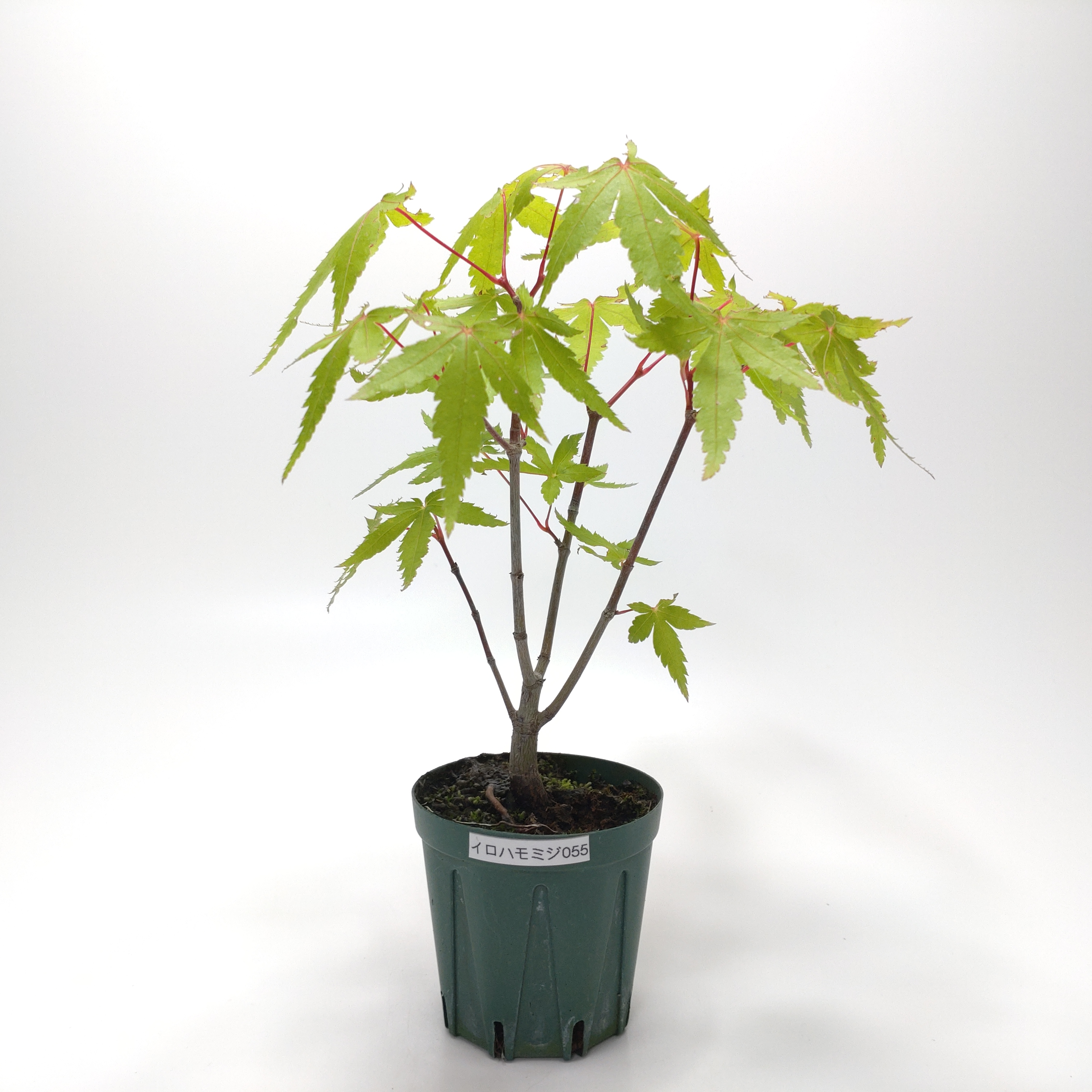 イロハモミジ（紅葉）SS055
