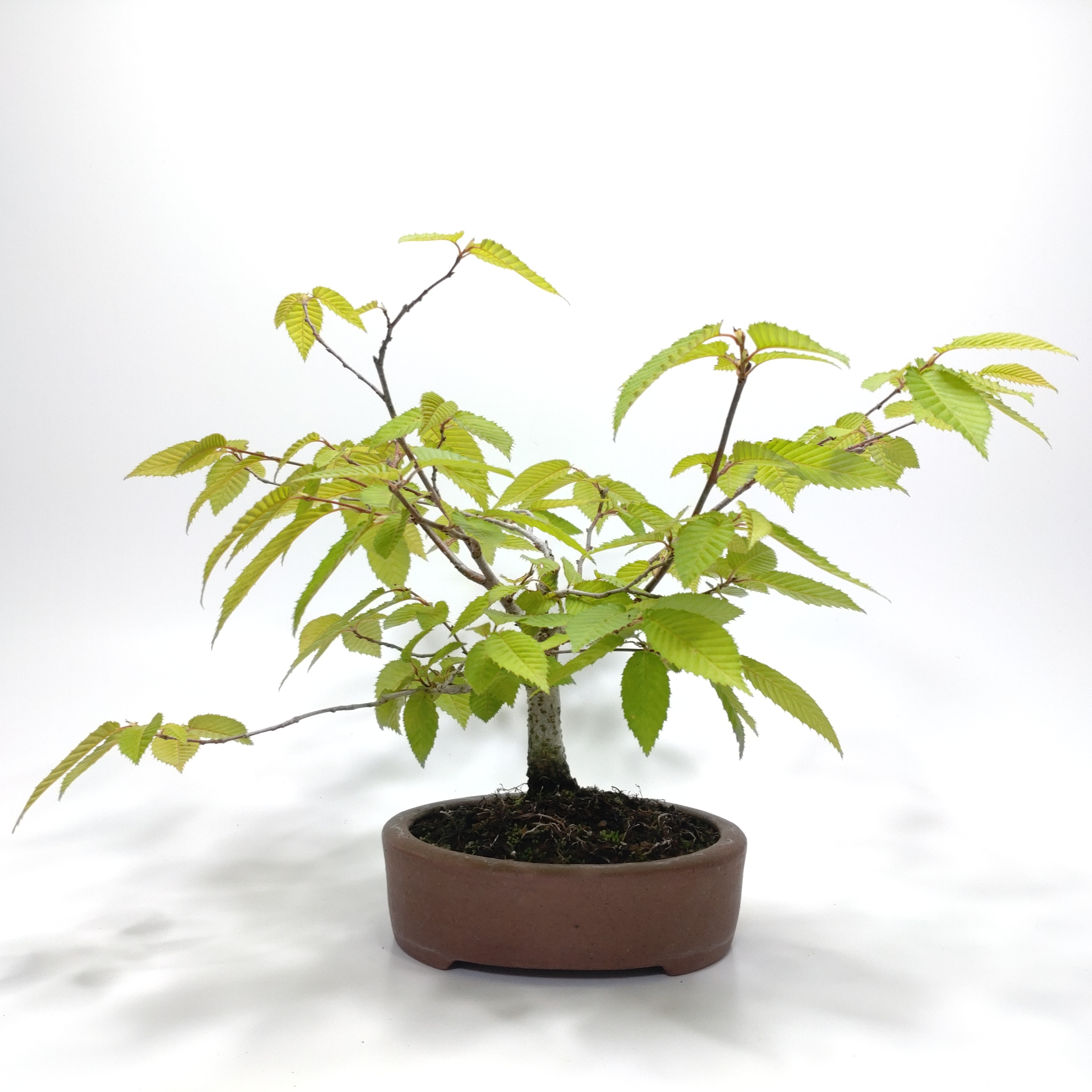 金四手（カナシデ）盆栽 SS003