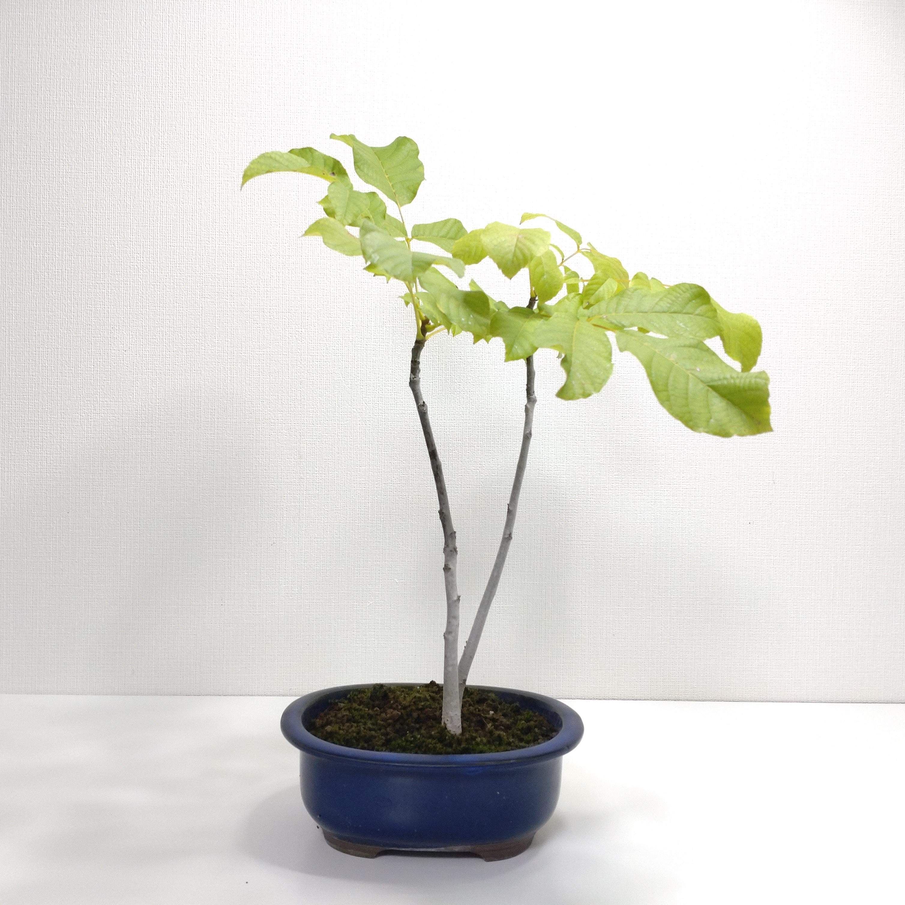 菓子胡桃（カシクルミ）盆栽 SG001