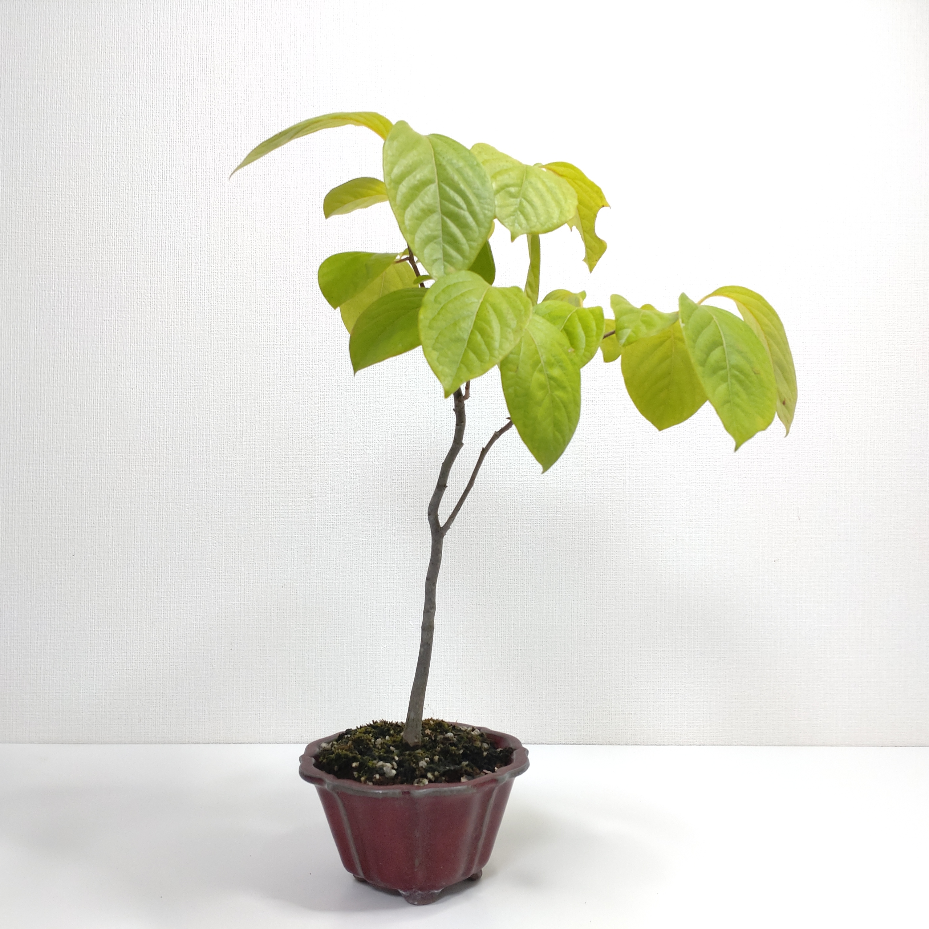 柿（カキ）盆栽 SS001