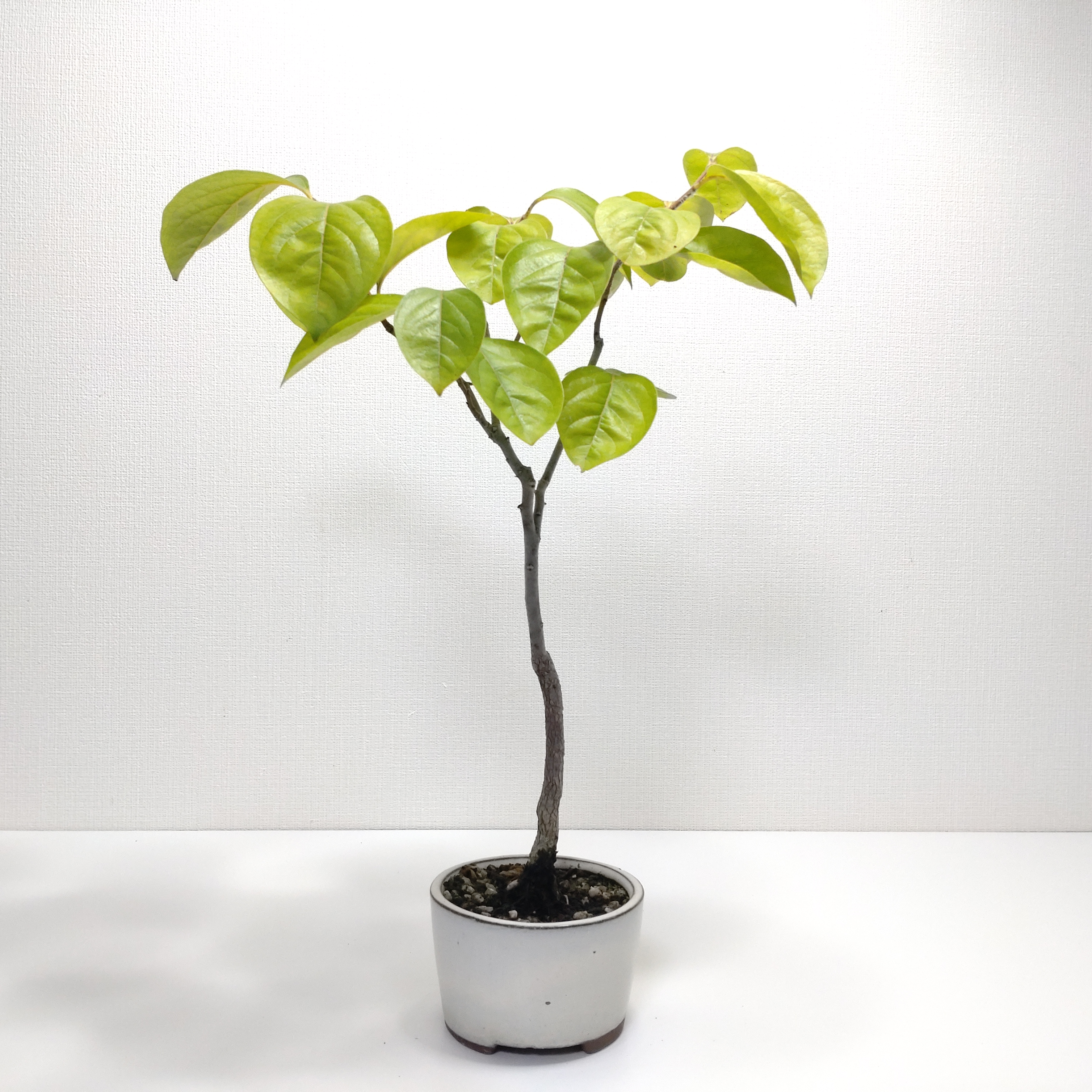 柿（カキ）盆栽 SS006