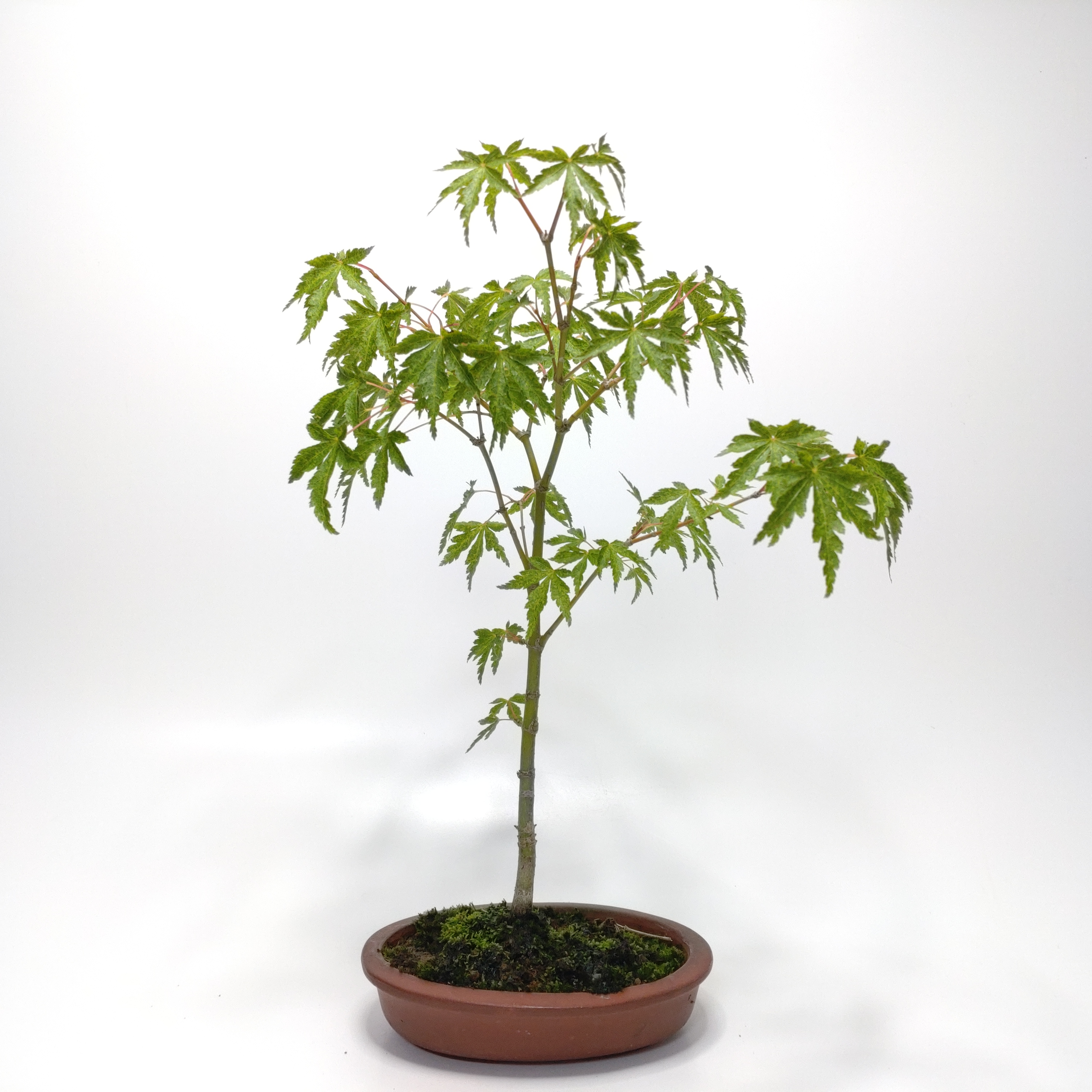 紅葉（コハウチハカエデ変種）盆栽 SS001