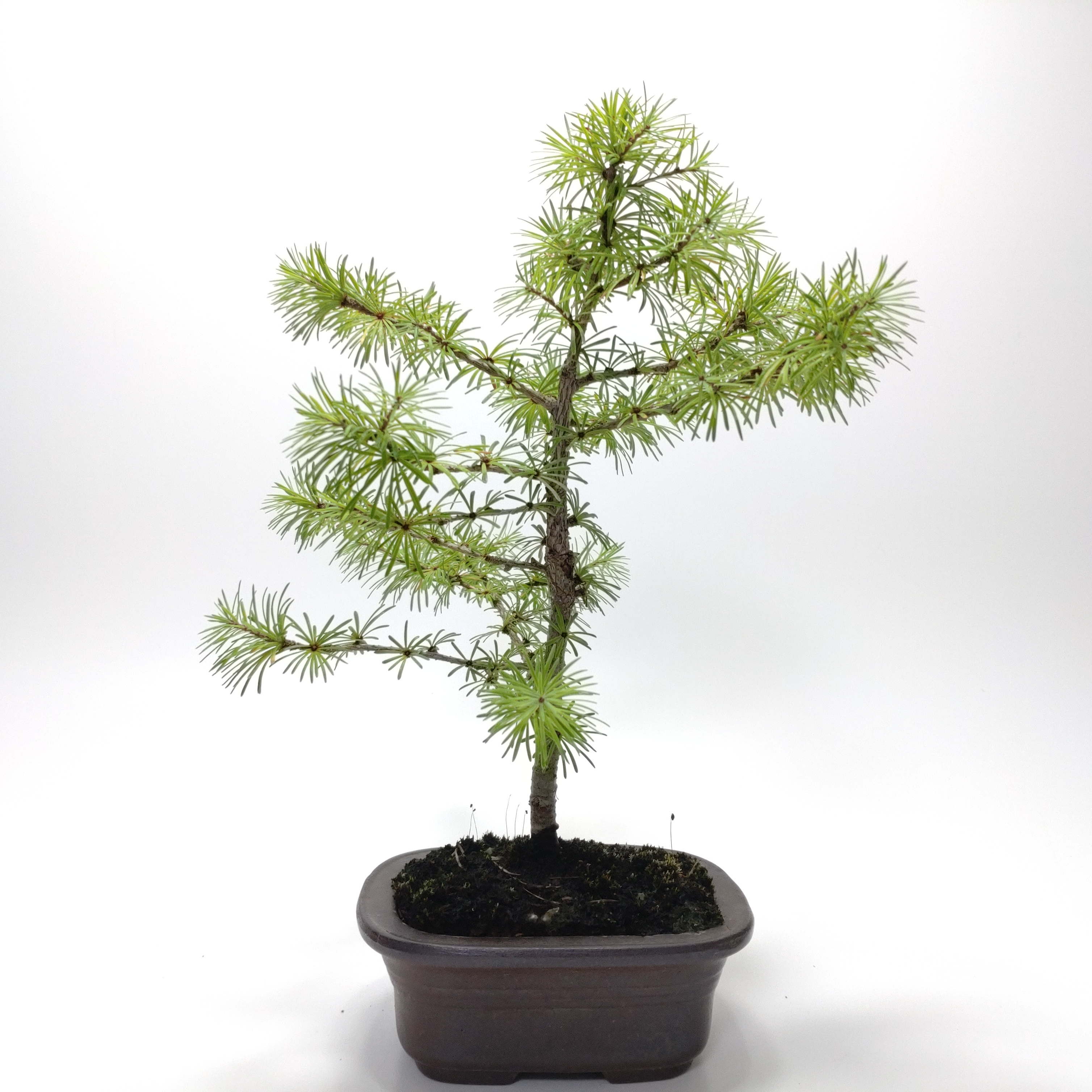 盆栽創 / 唐松（カラマツ）盆栽 SS003