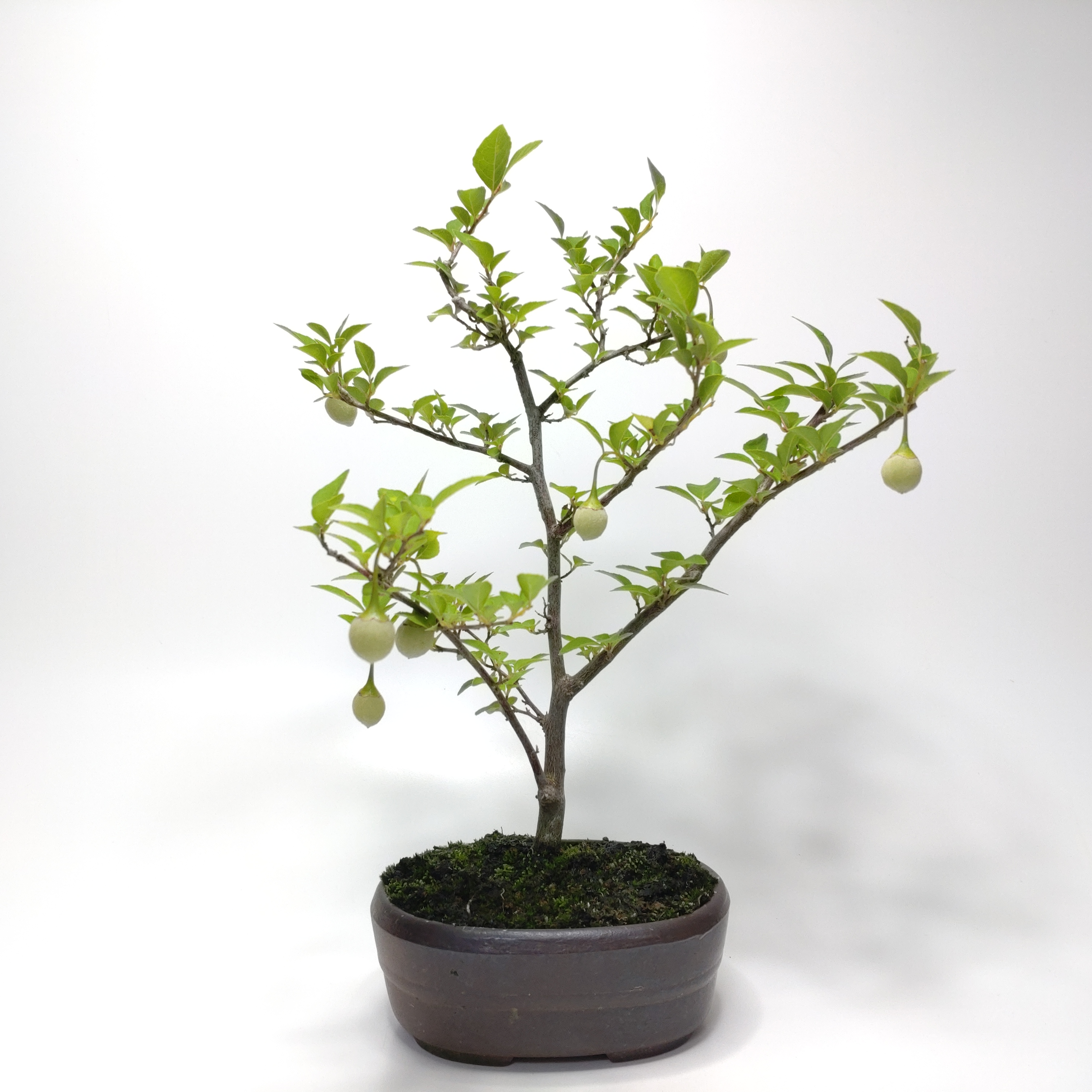 エゴノキ盆栽 SS015