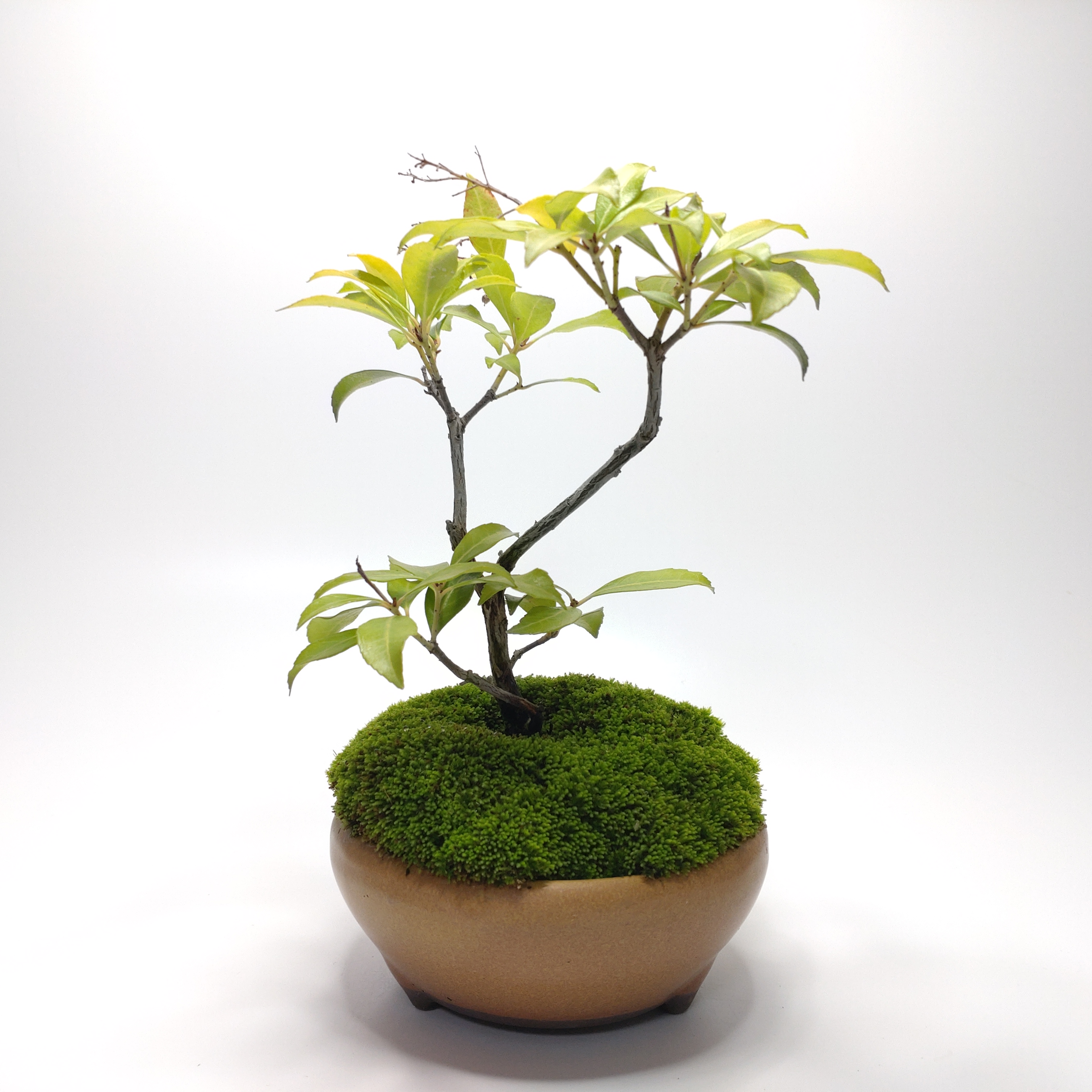 馬酔木（アセビ）盆栽 SS011