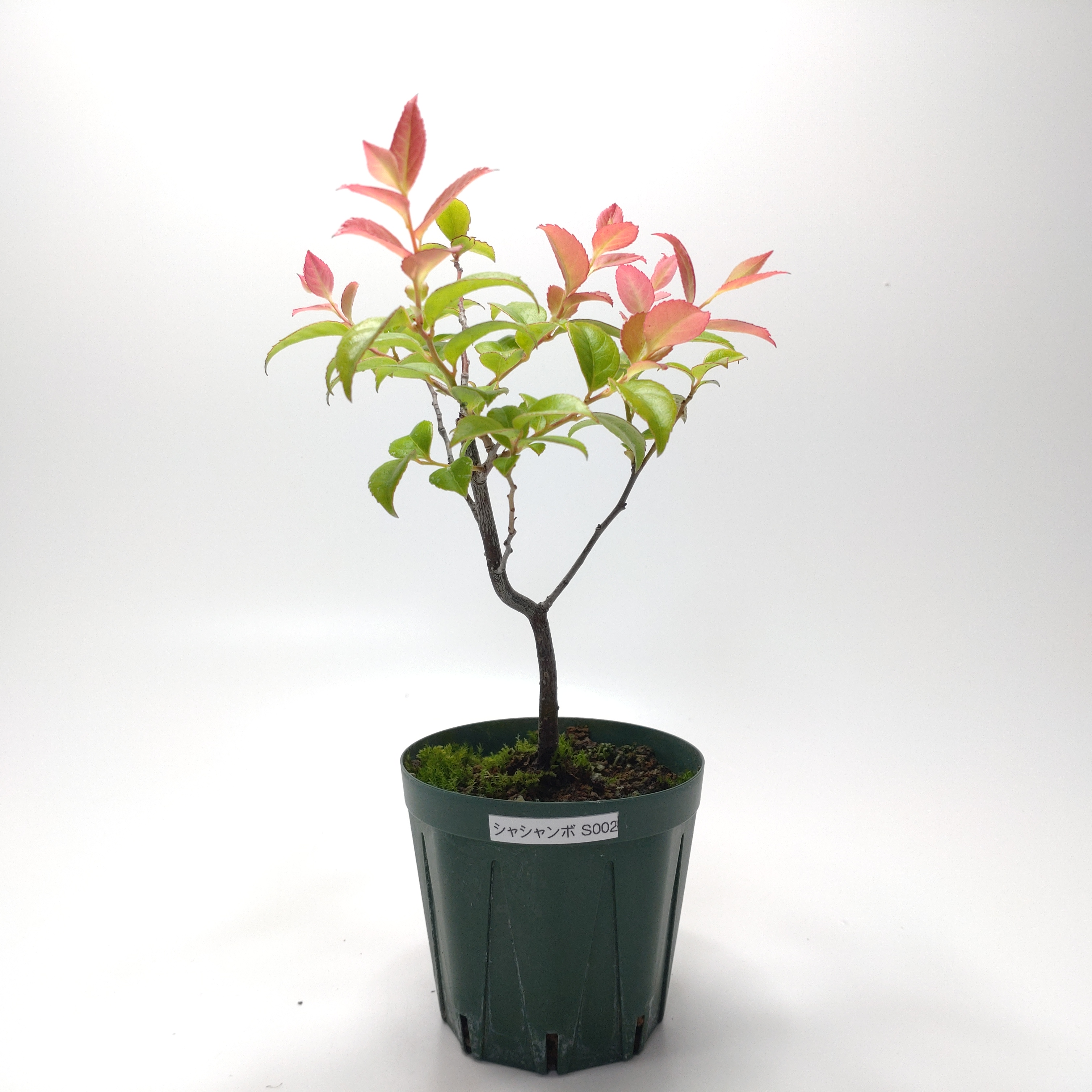 シャシャンボ（小小坊）SS002