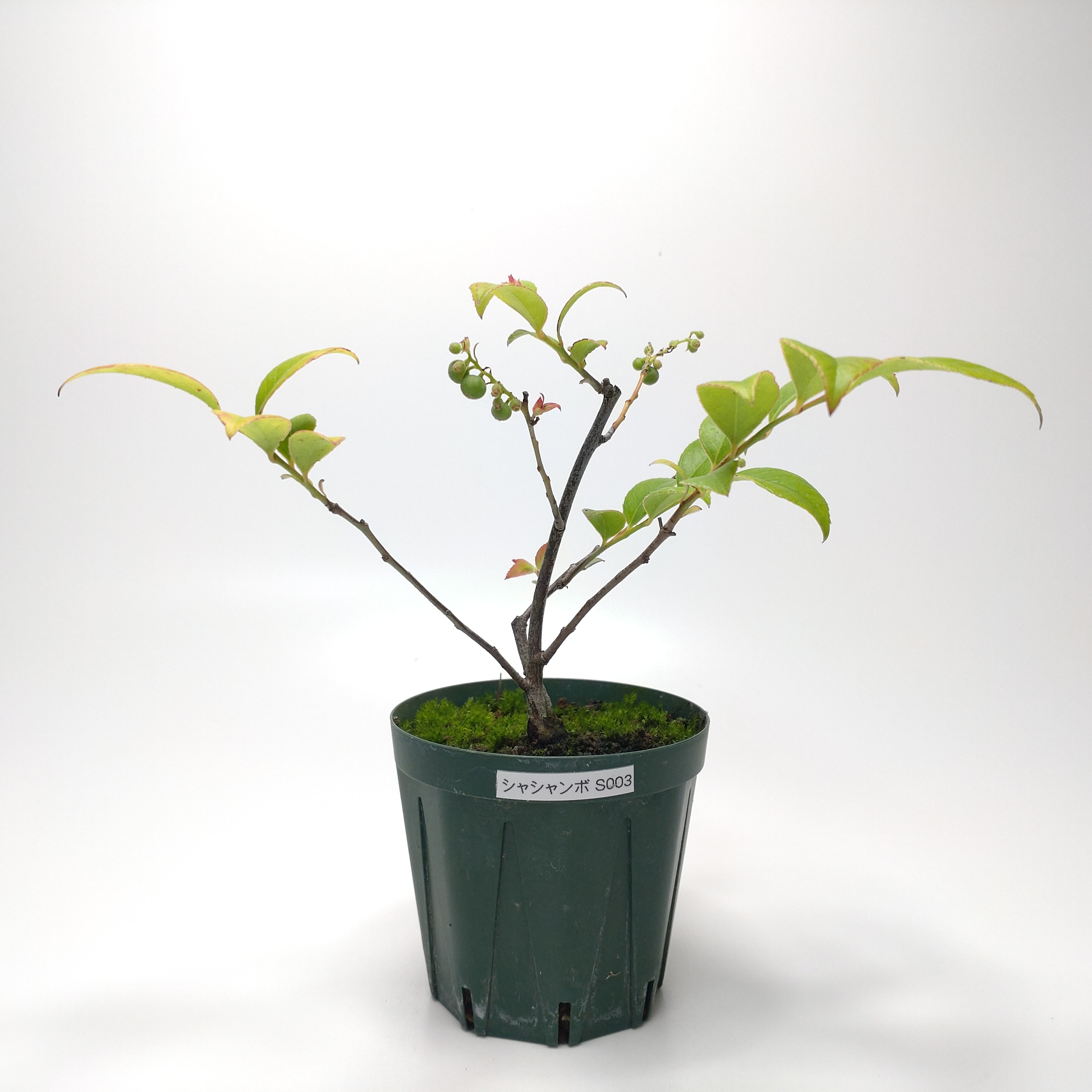 シャシャンボ（小小坊）SS003