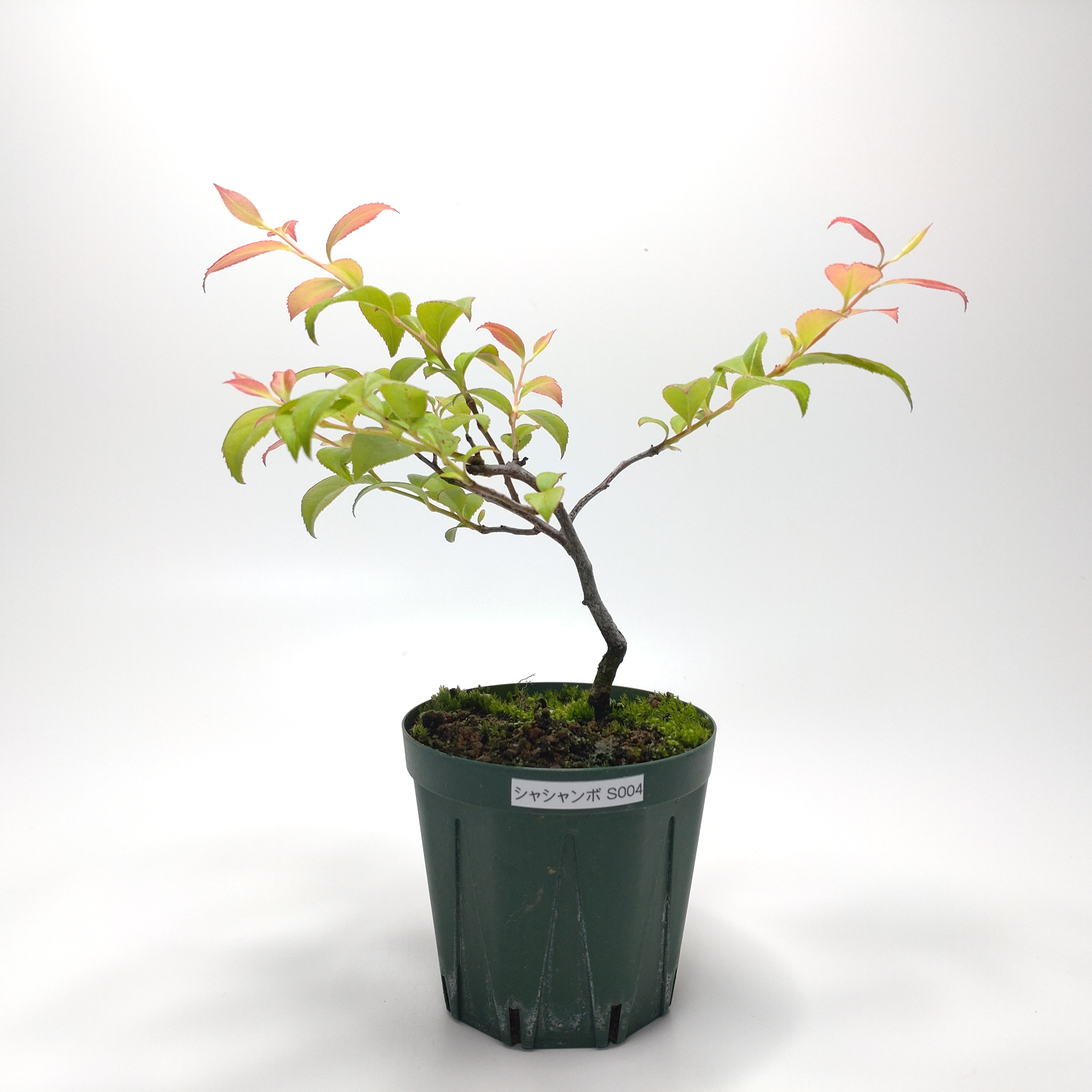 シャシャンボ（小小坊）SS004