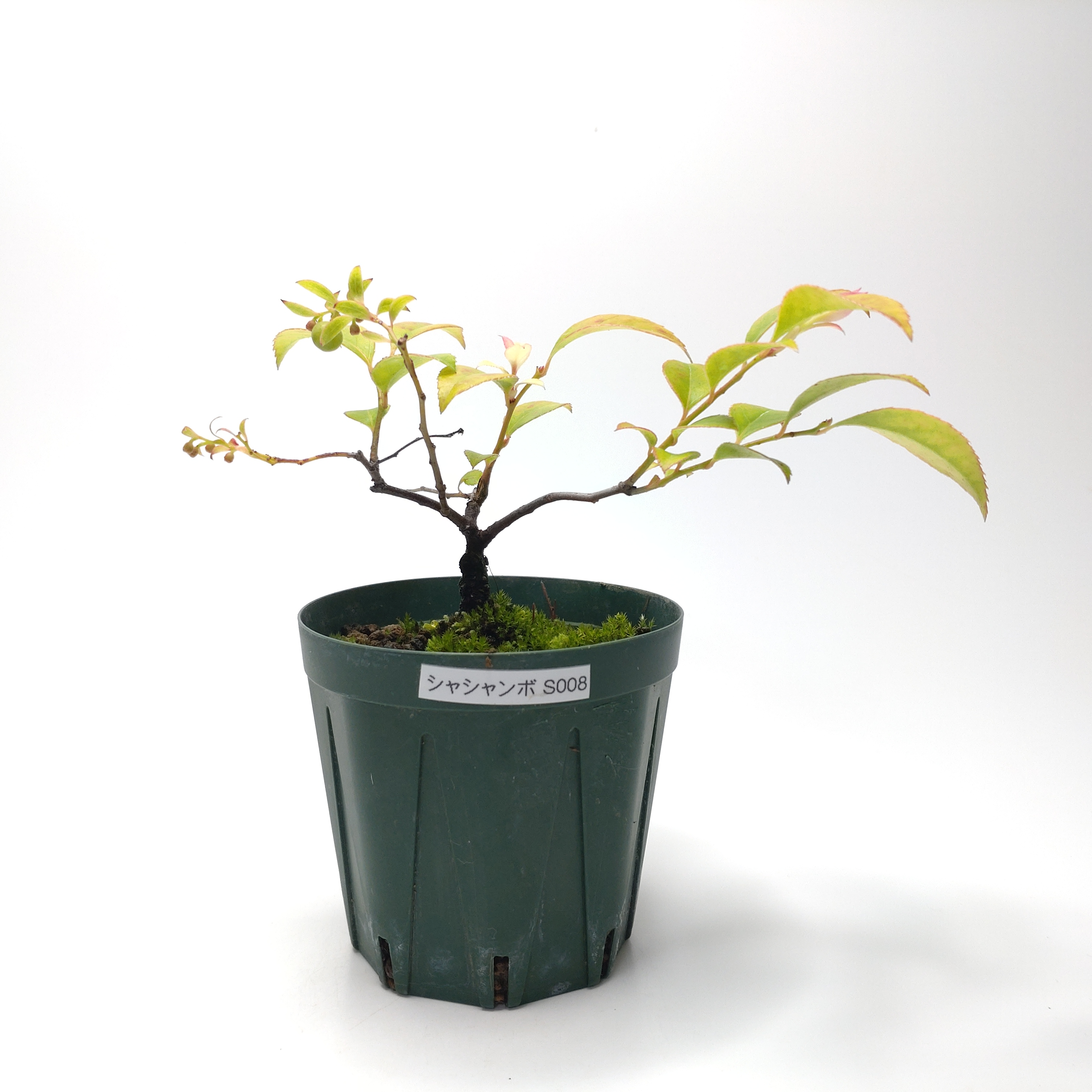 シャシャンボ（小小坊）SS008