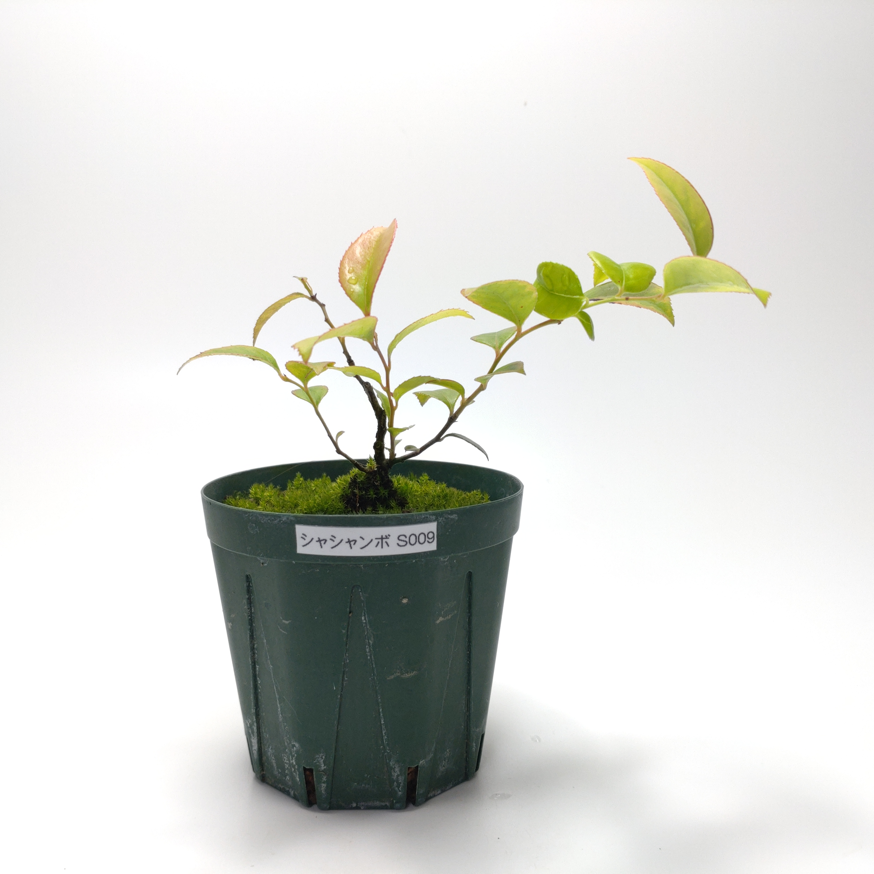 シャシャンボ（小小坊）SS009