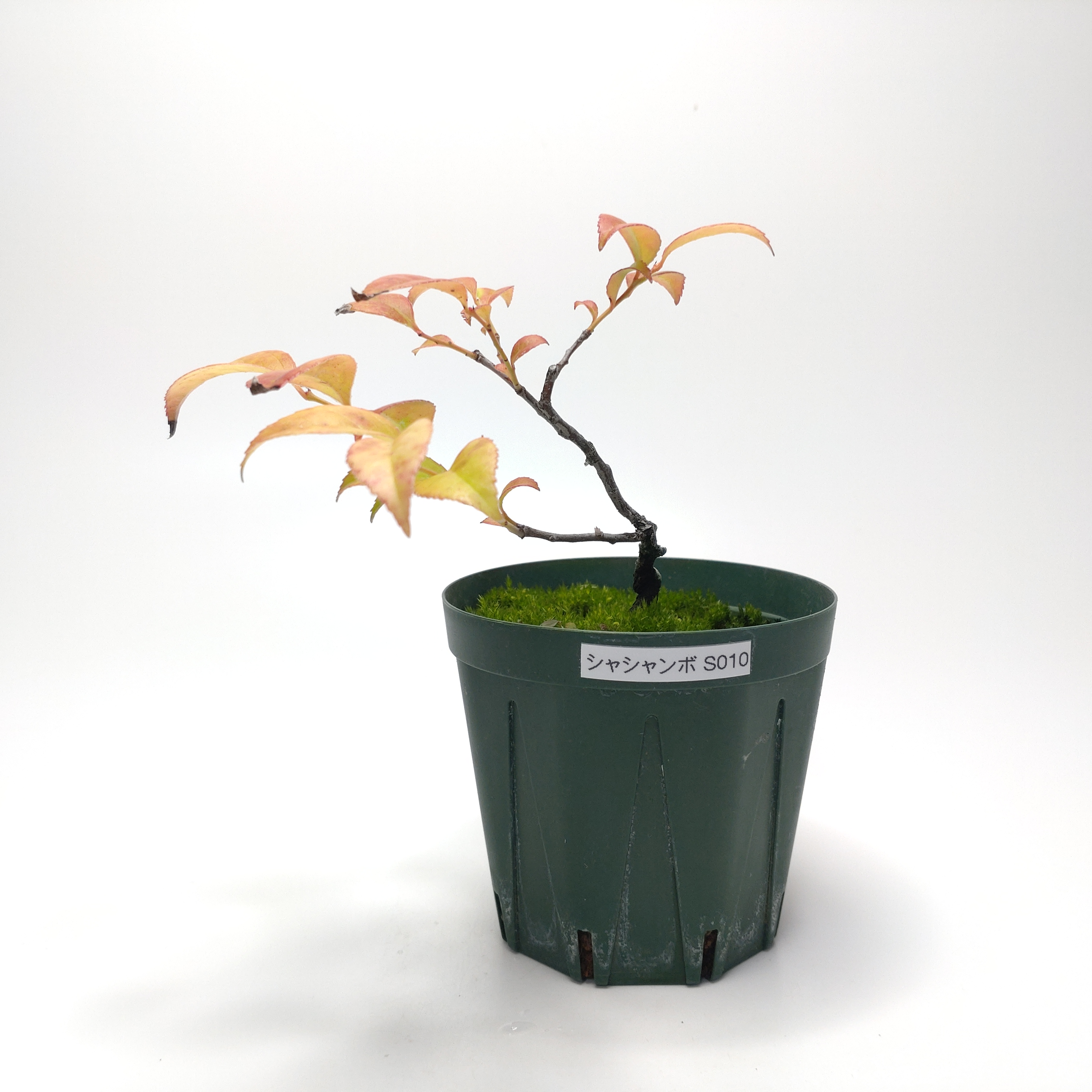 シャシャンボ（小小坊）SS010