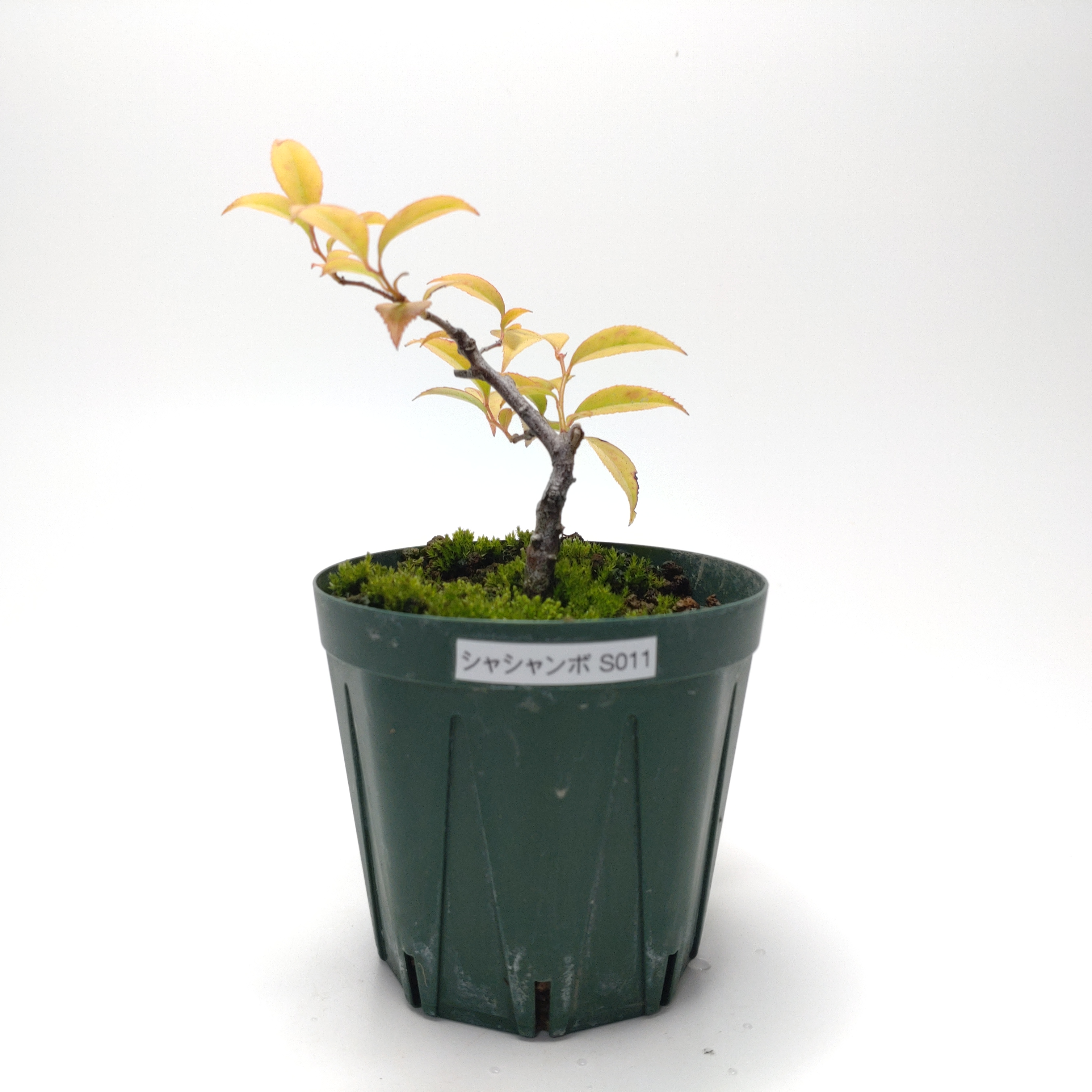 シャシャンボ（小小坊）SS011