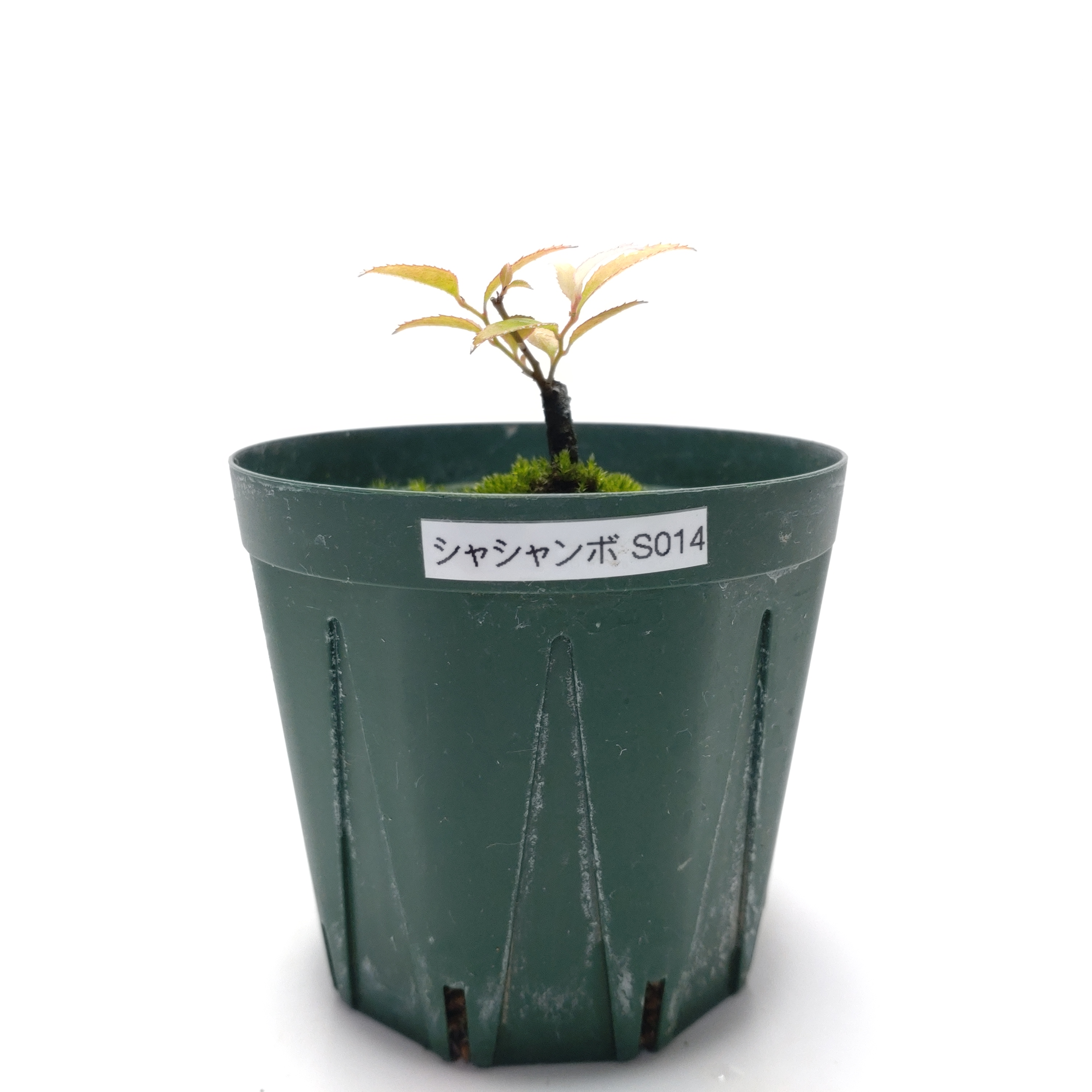 シャシャンボ（小小坊）SS014