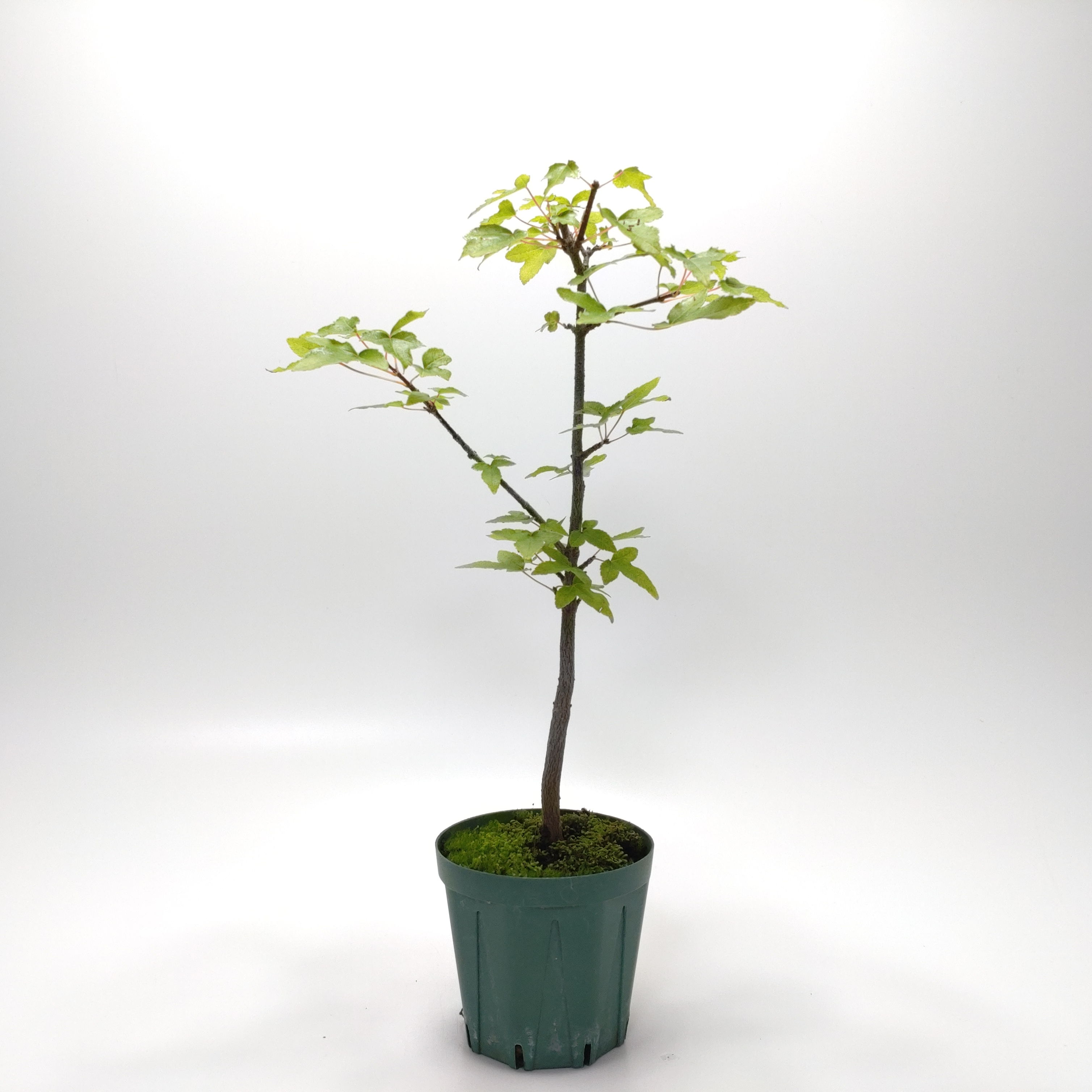 トウカエデ（唐楓）SS013