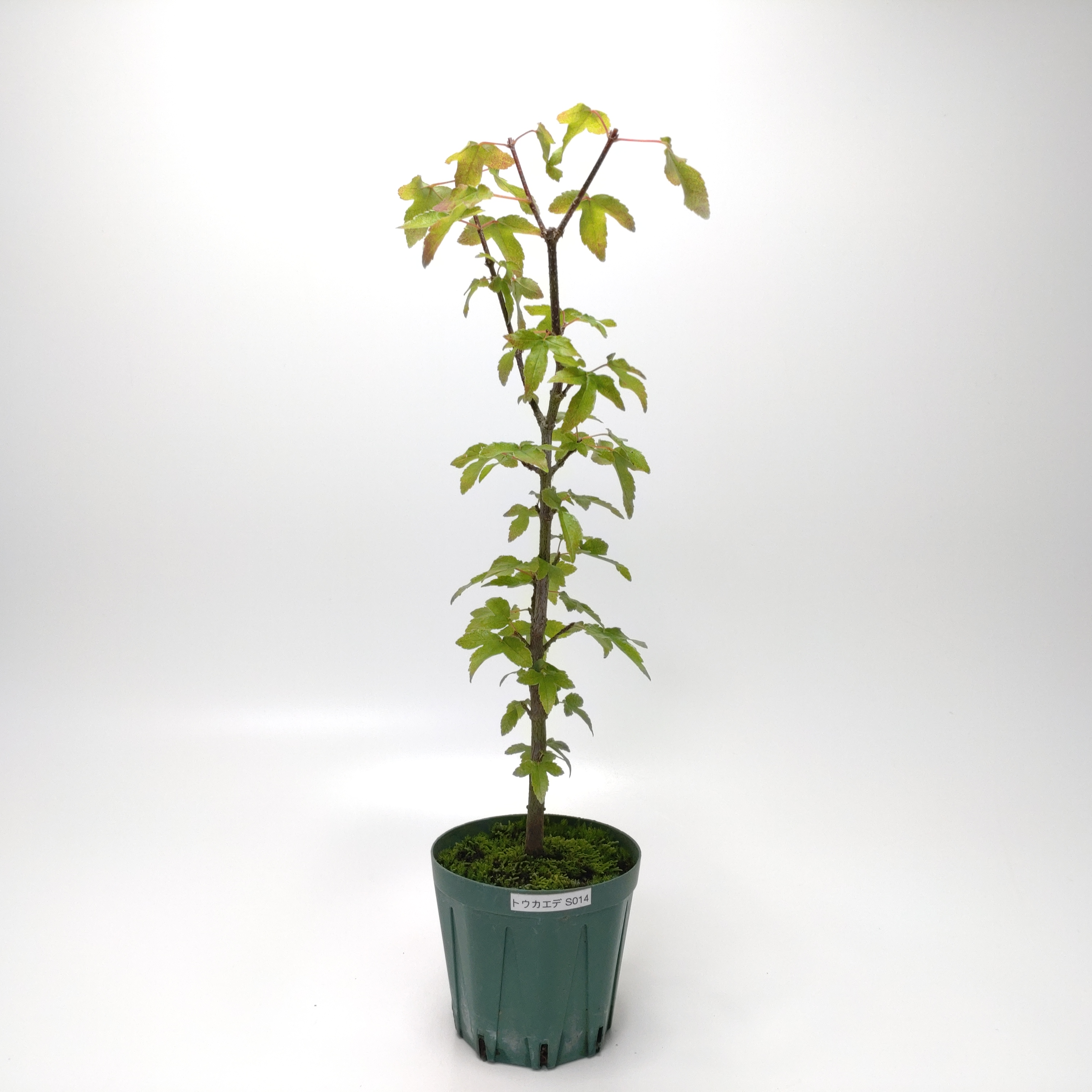 トウカエデ（唐楓）SS014