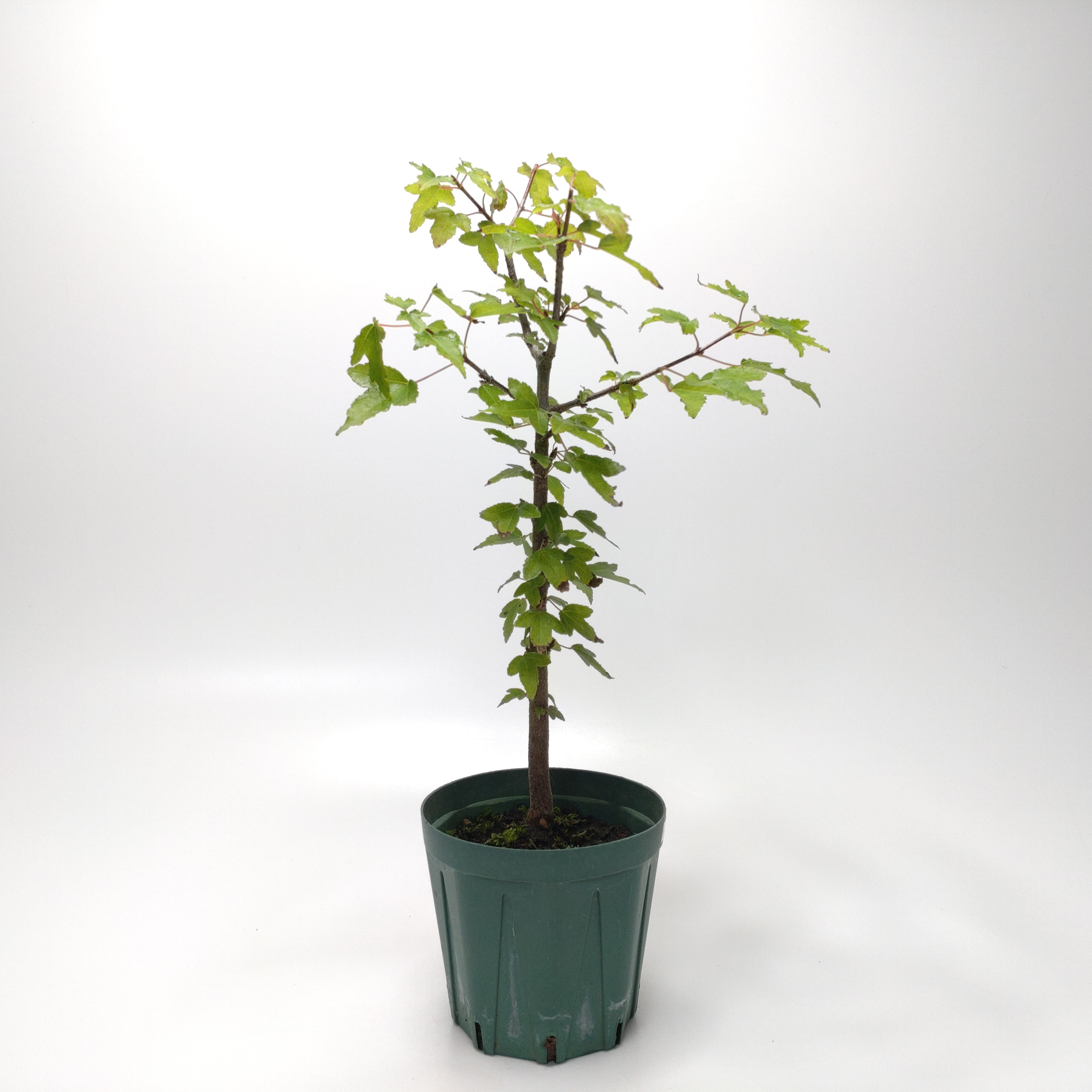 トウカエデ（唐楓）SS017