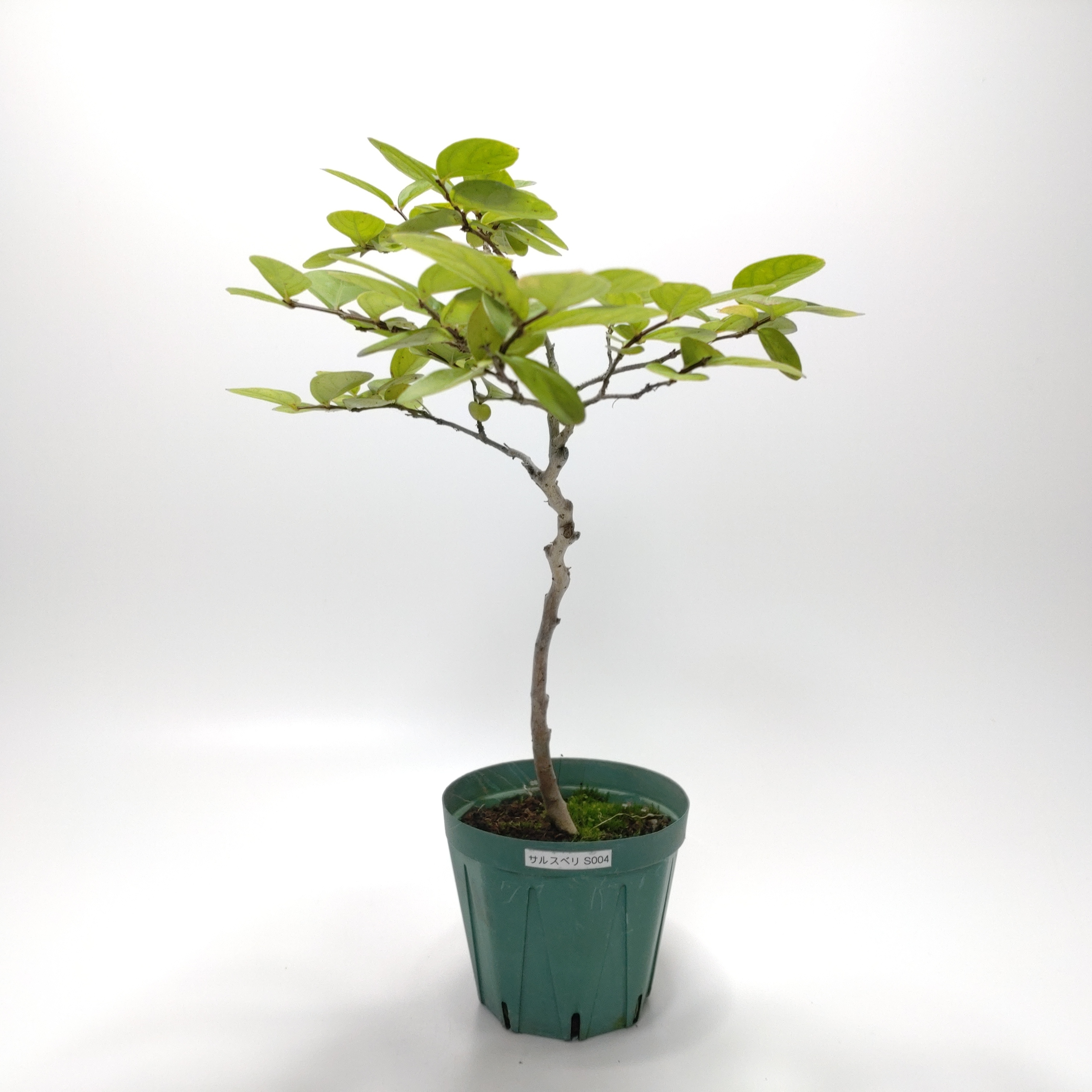 サルスベリ（百日紅）SS004