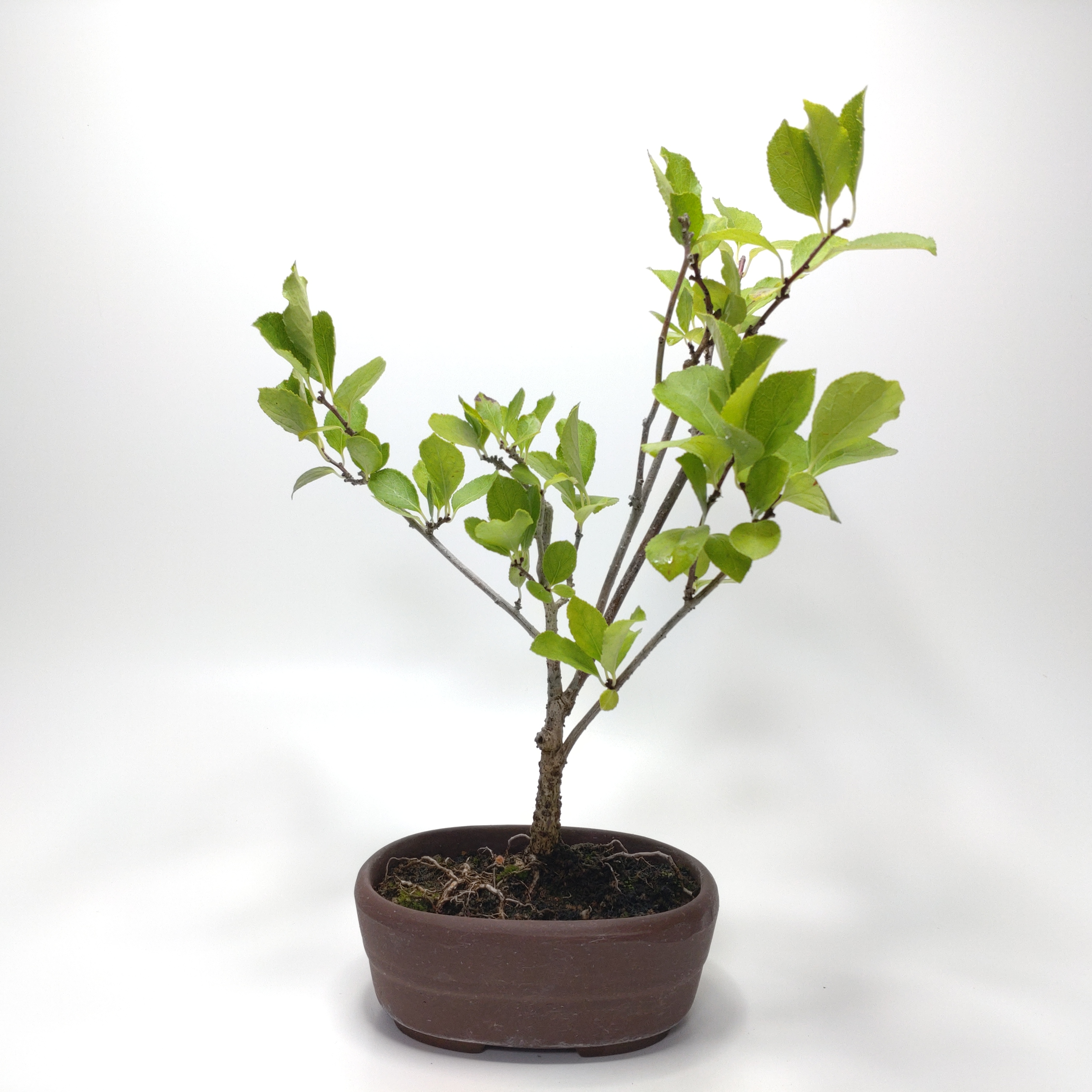 蔓梅擬（ツルウメモドキ）盆栽 SS002