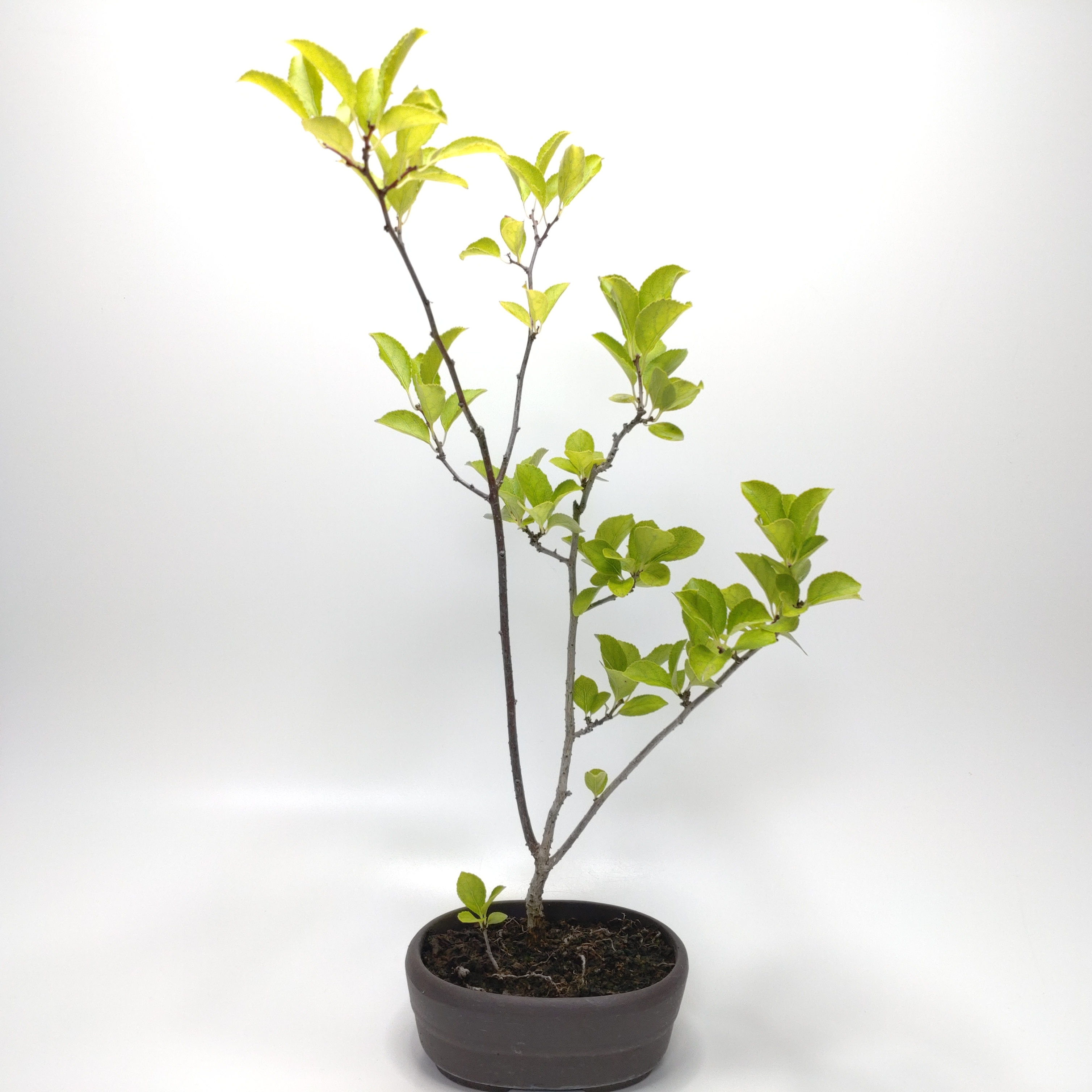 蔓梅擬（ツルウメモドキ）盆栽 SS004