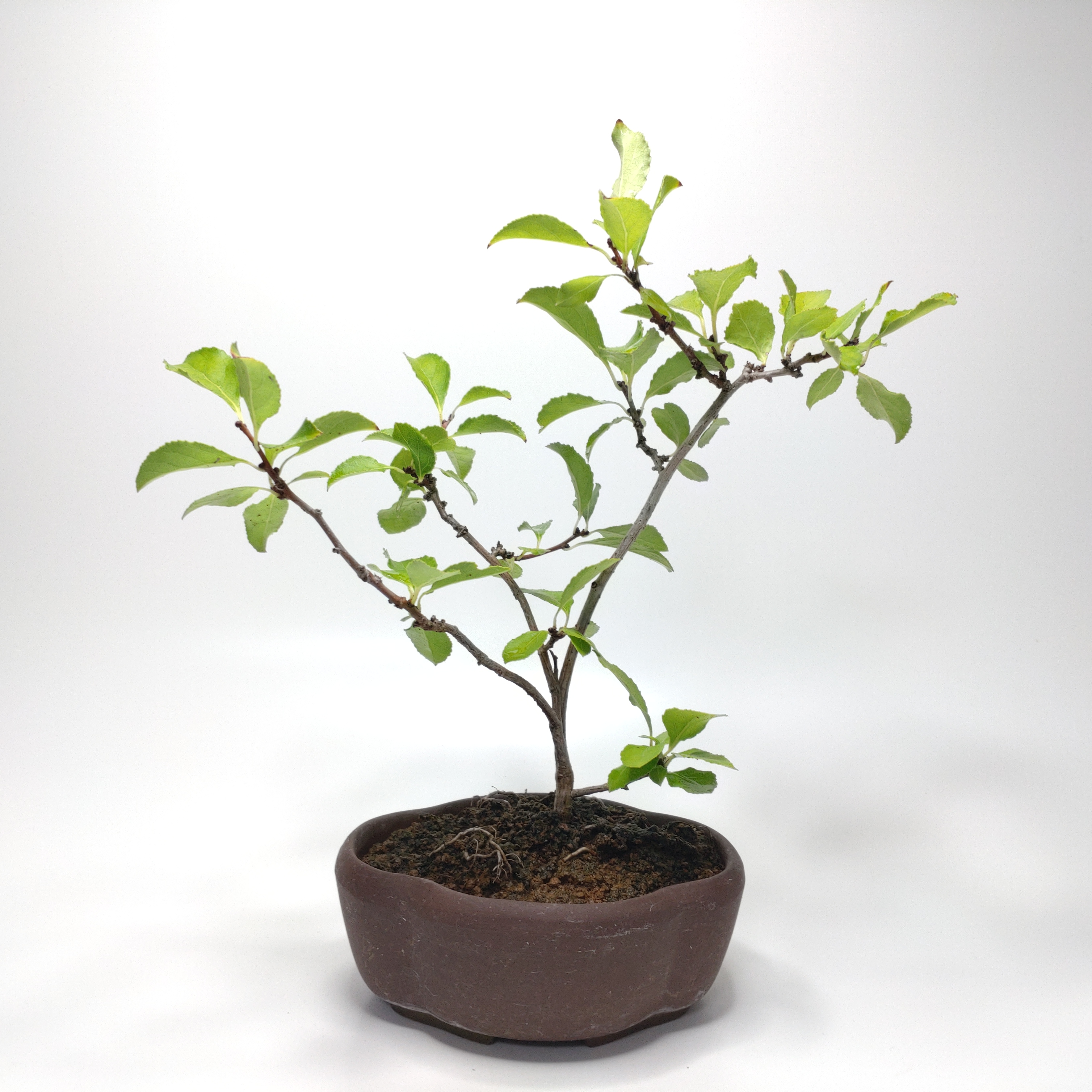 蔓梅擬（ツルウメモドキ）盆栽 SS005